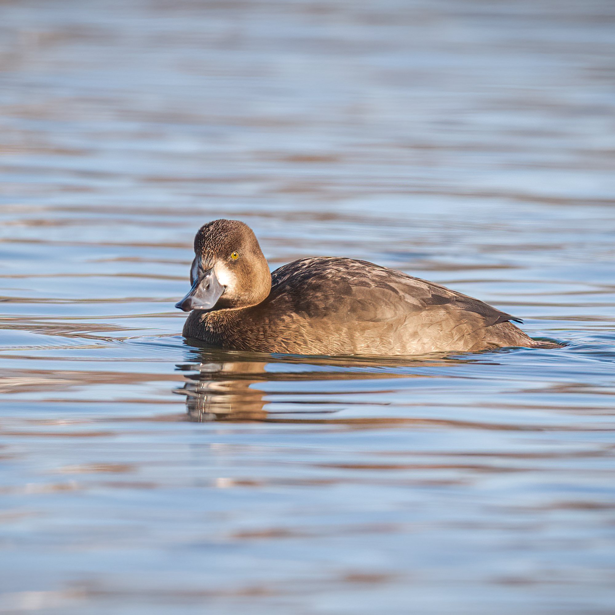 Lesser Scaup - Minnesota