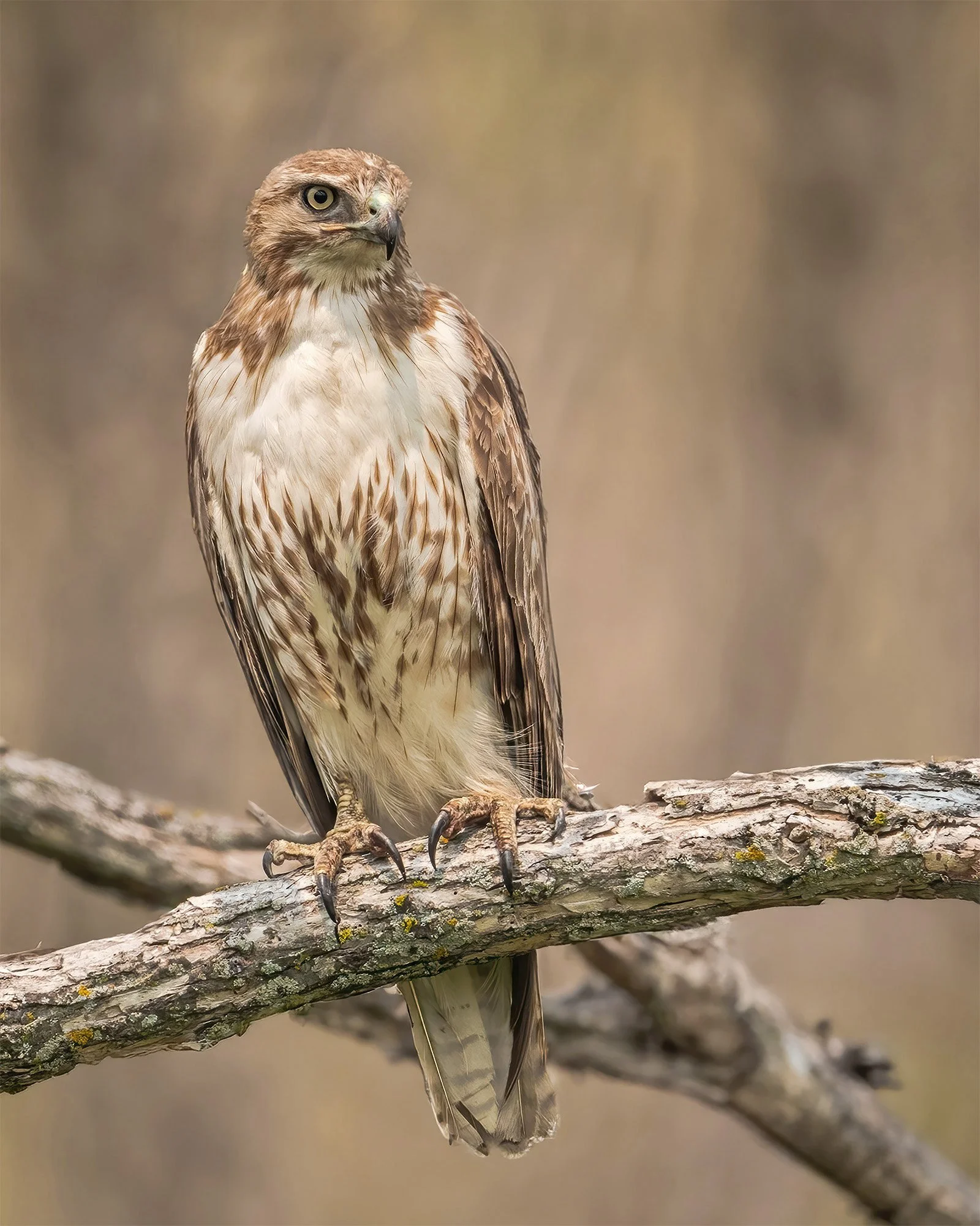Red-tailed Hawk - Minnesota