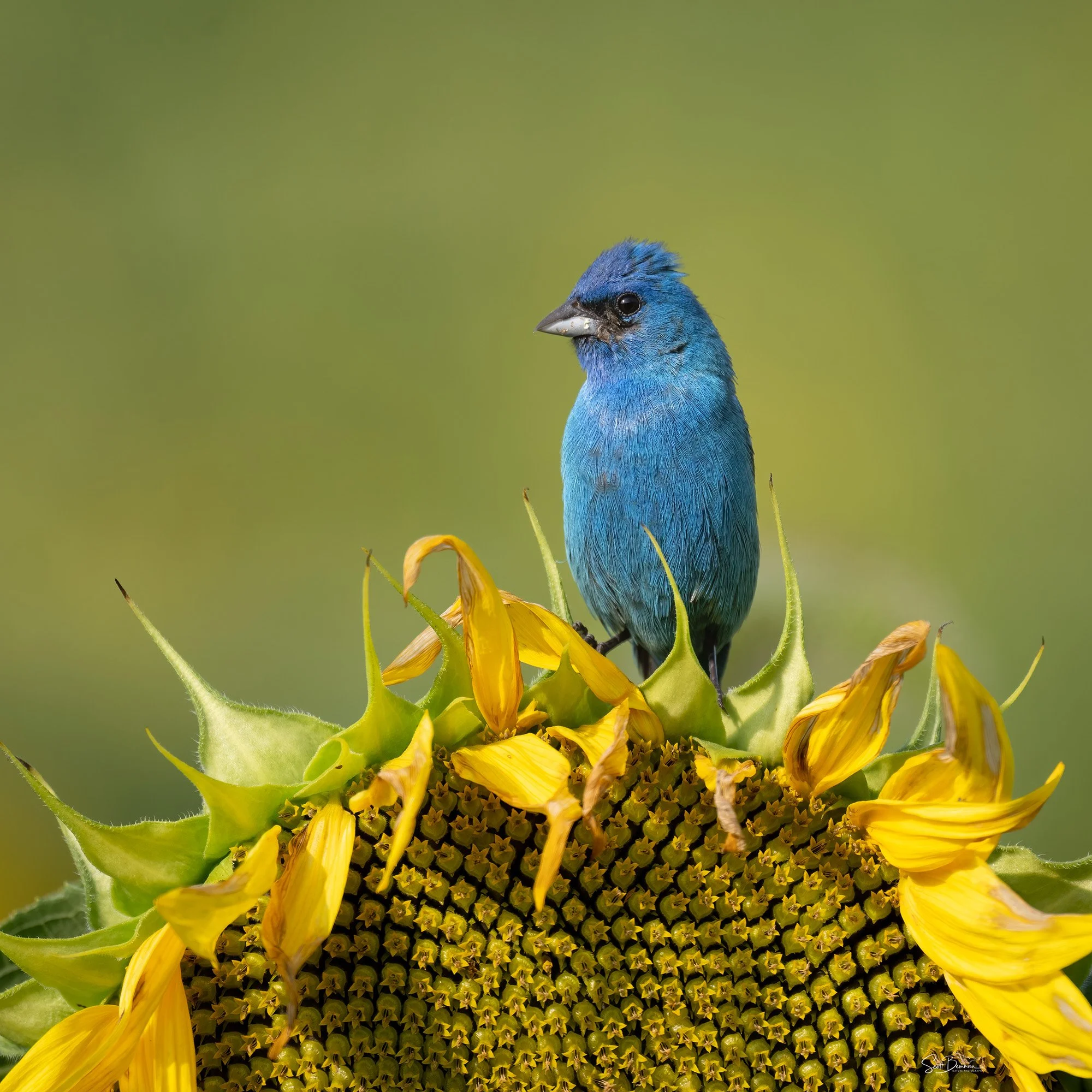 Indigo Bunting - Minnesota
