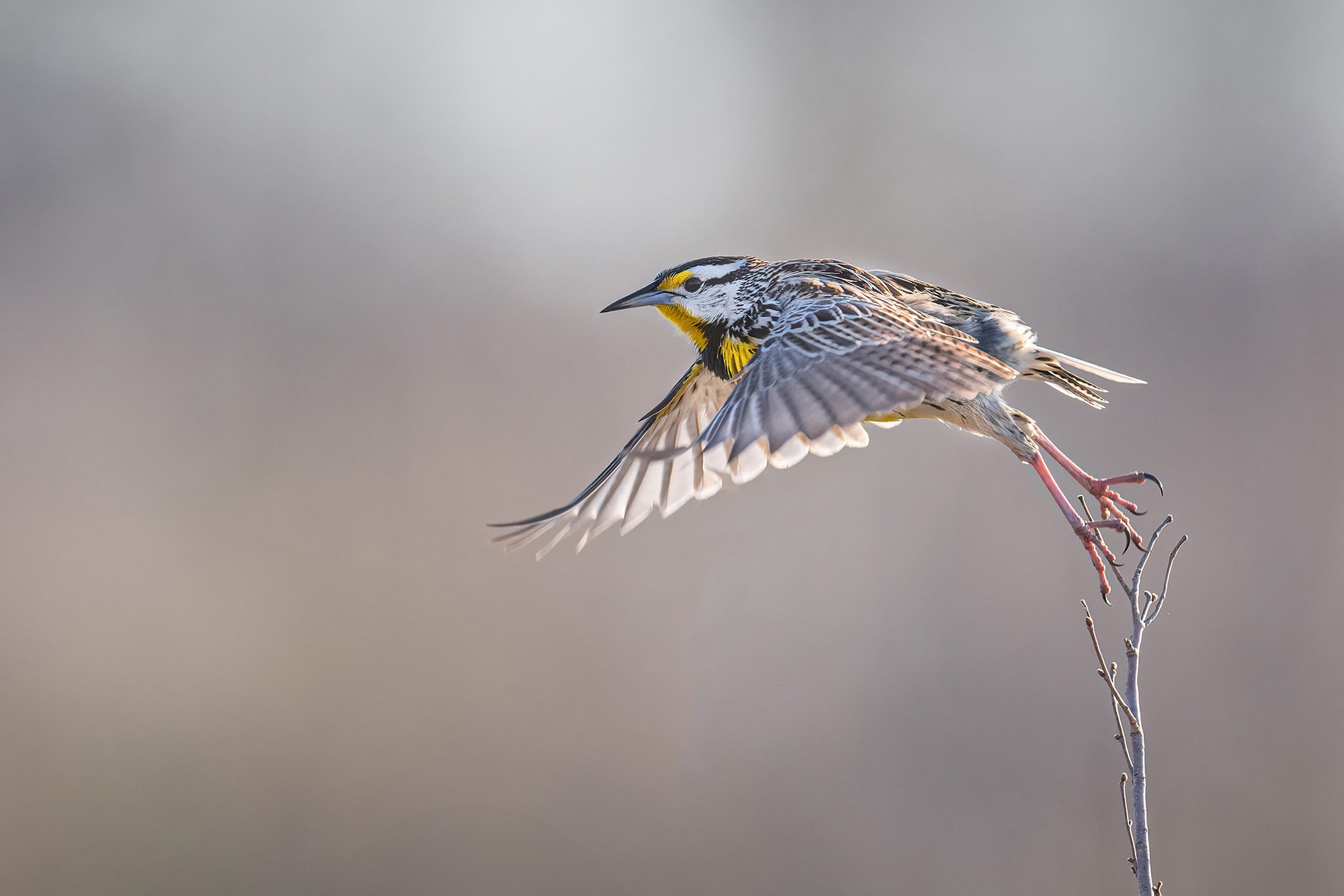 Meadowlark - Minnesota