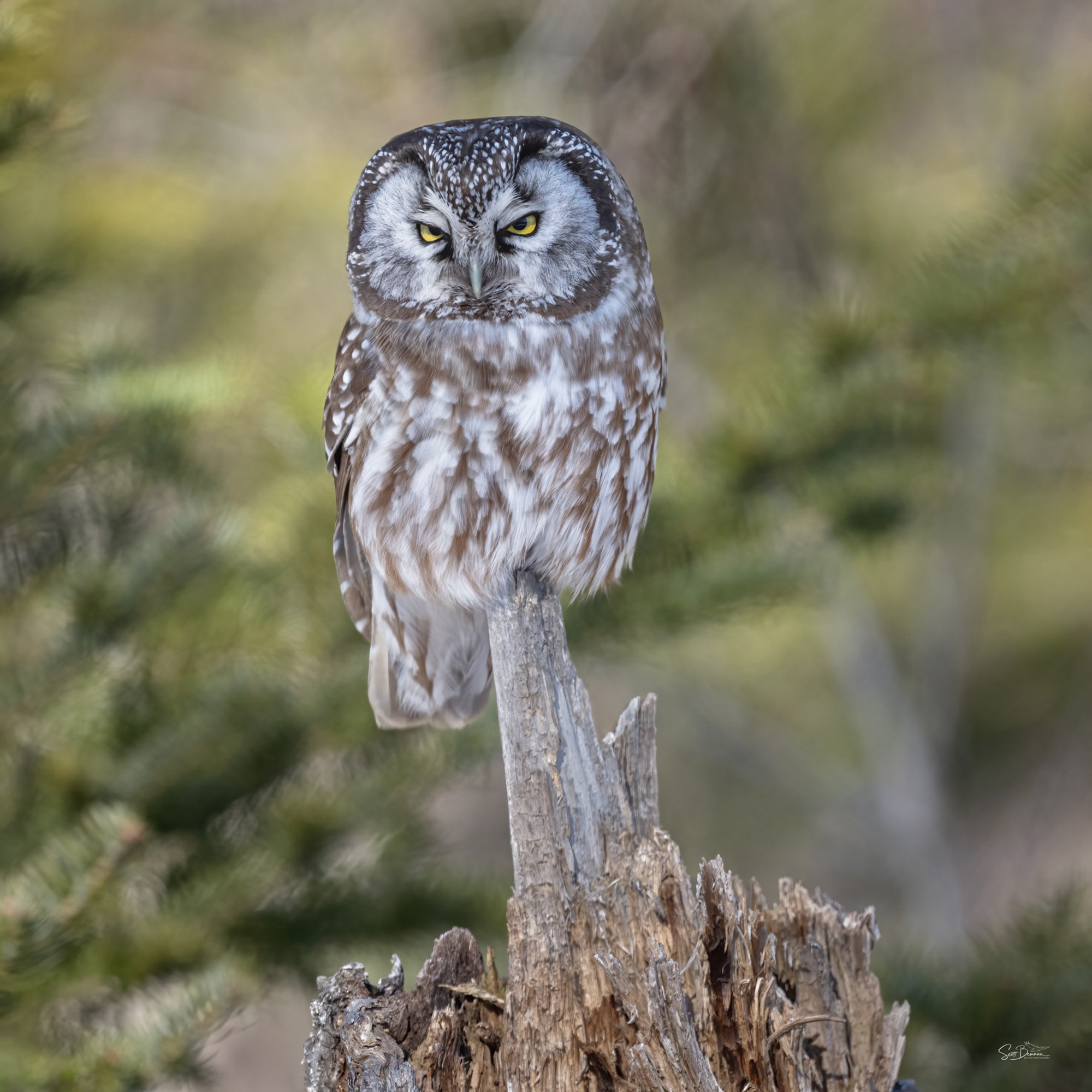 Boreal Owl - Minnesota