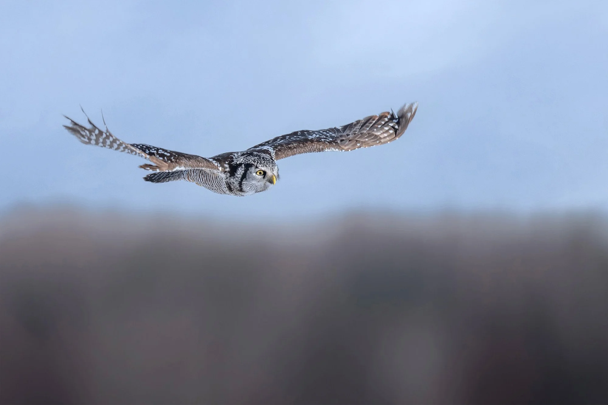 Northern Hawk Owl - Minnesota