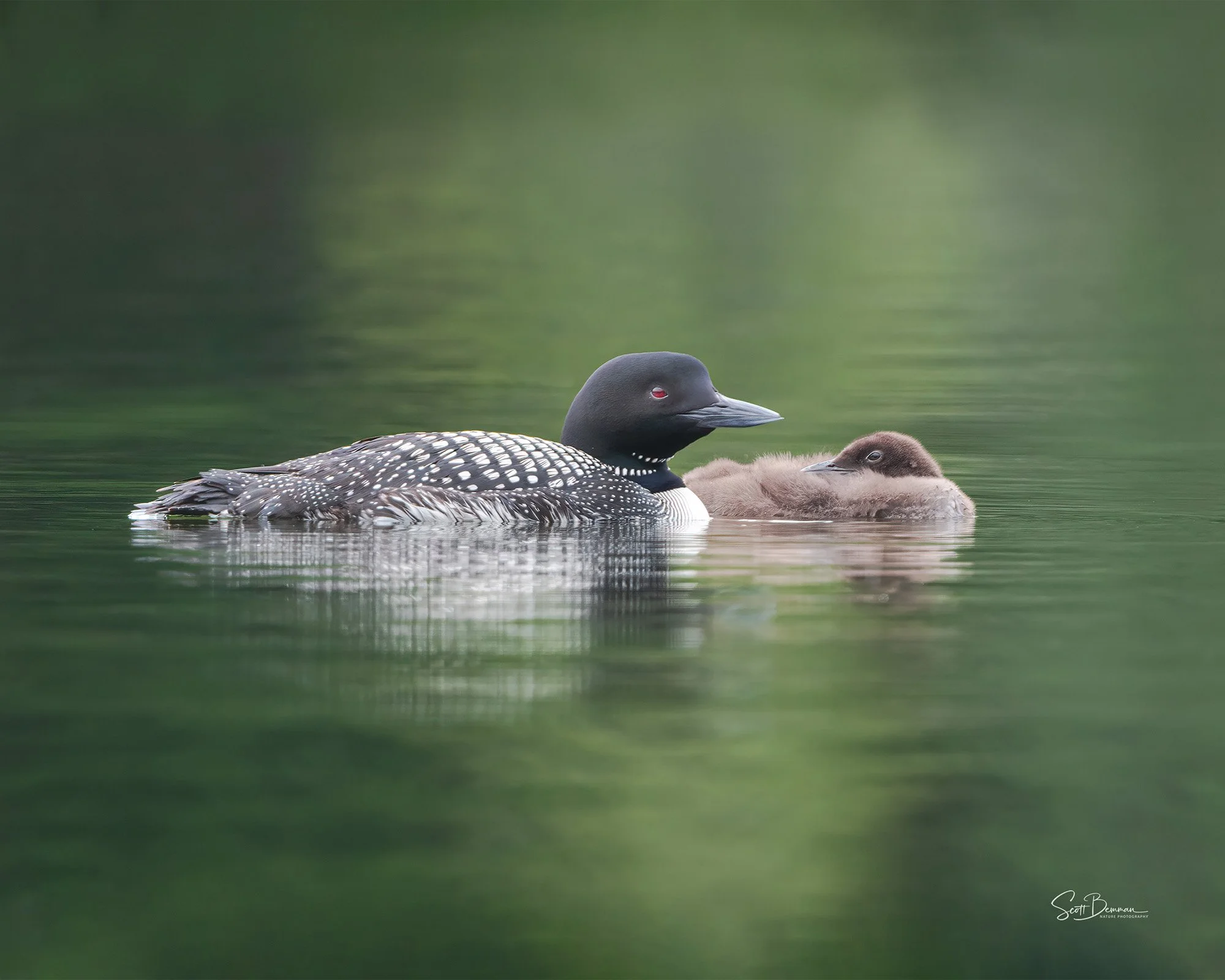 Common Loon & Loonlet - Minnesota