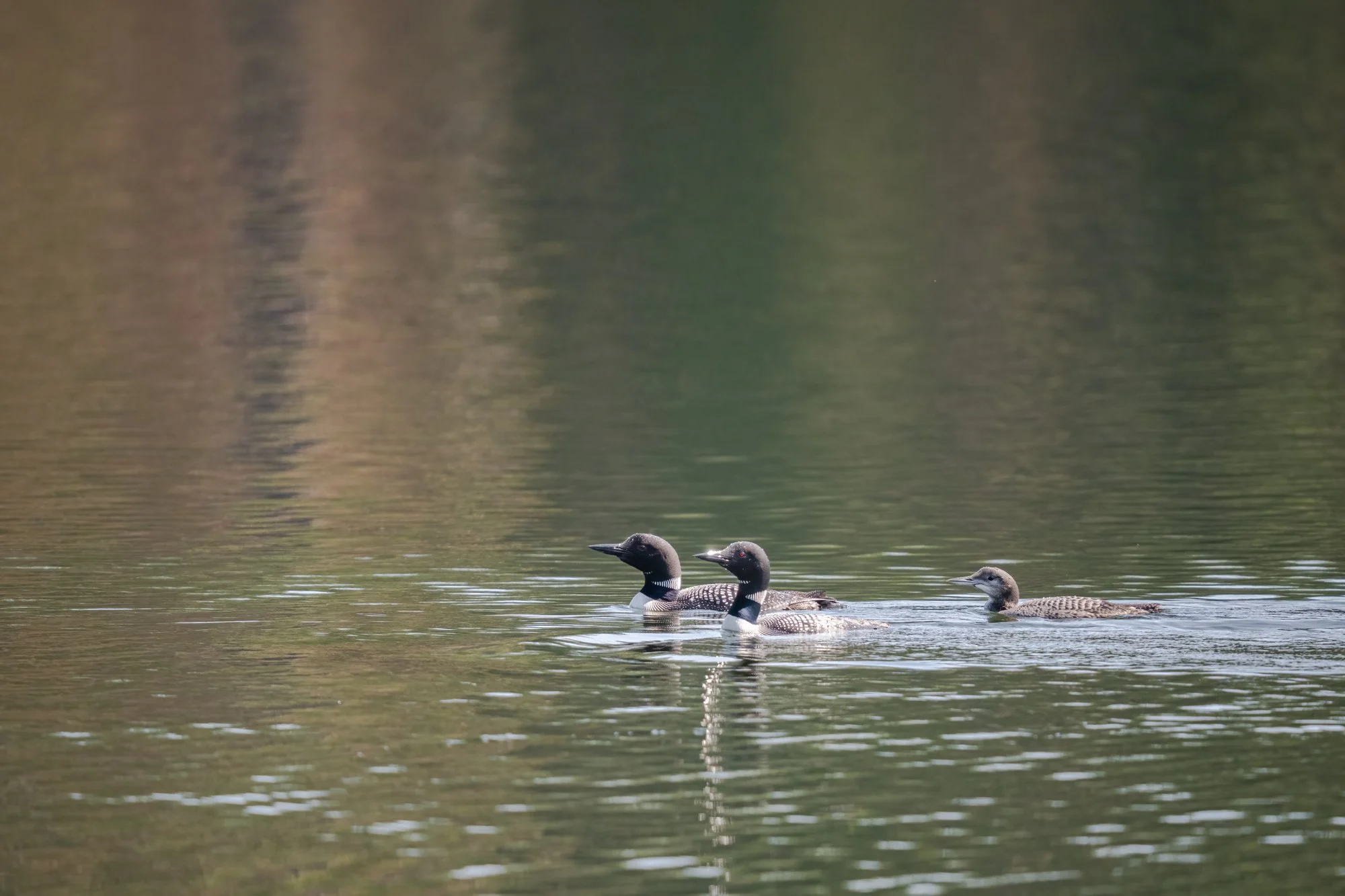 Common Loon Family - Minnesota