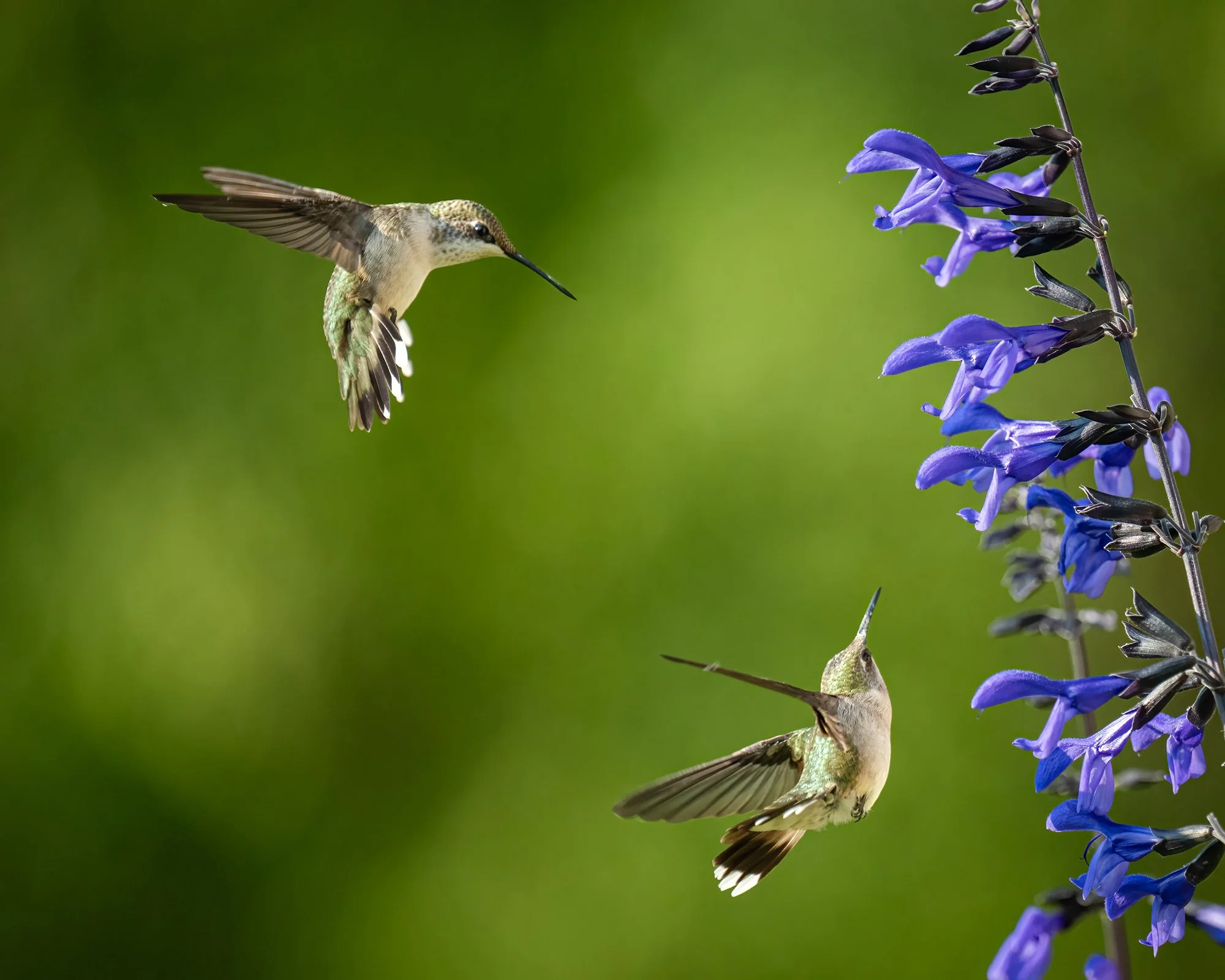 Ruby Throated Hummingbird - Minnesota