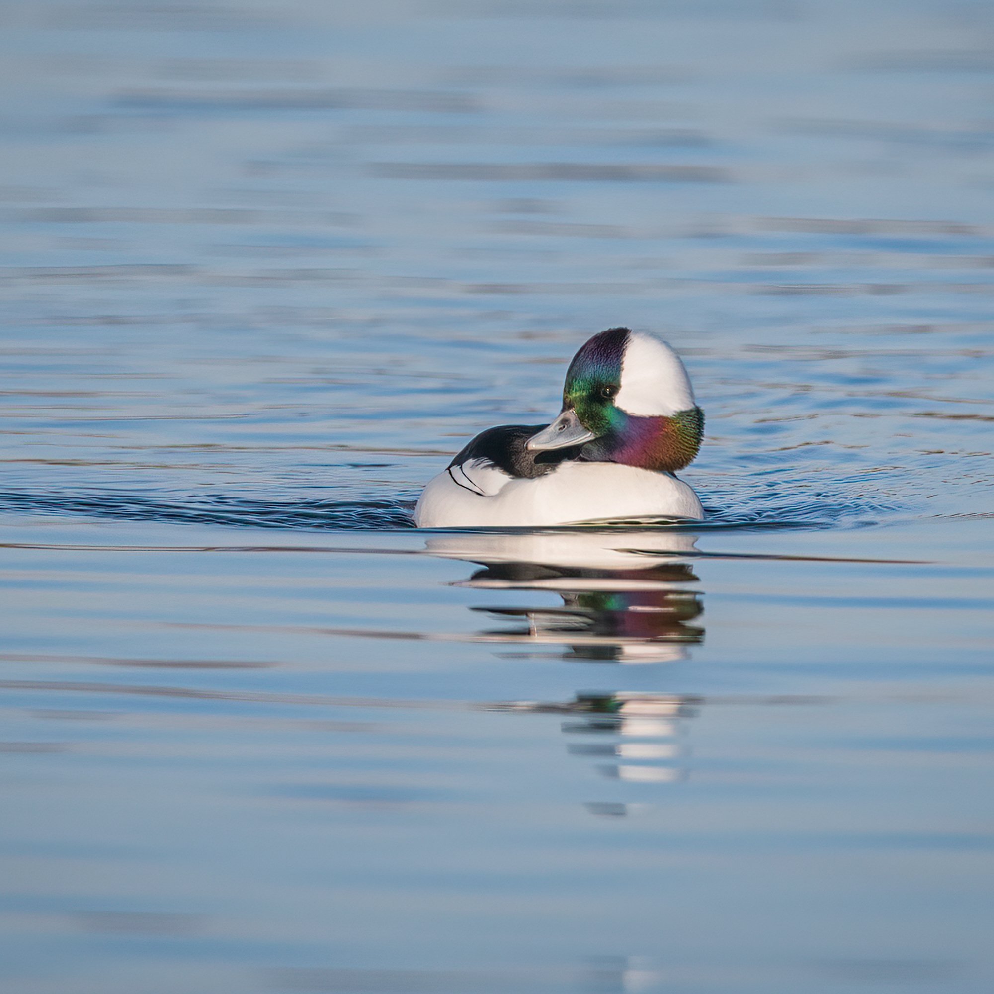 Bufflehead - Minnesota