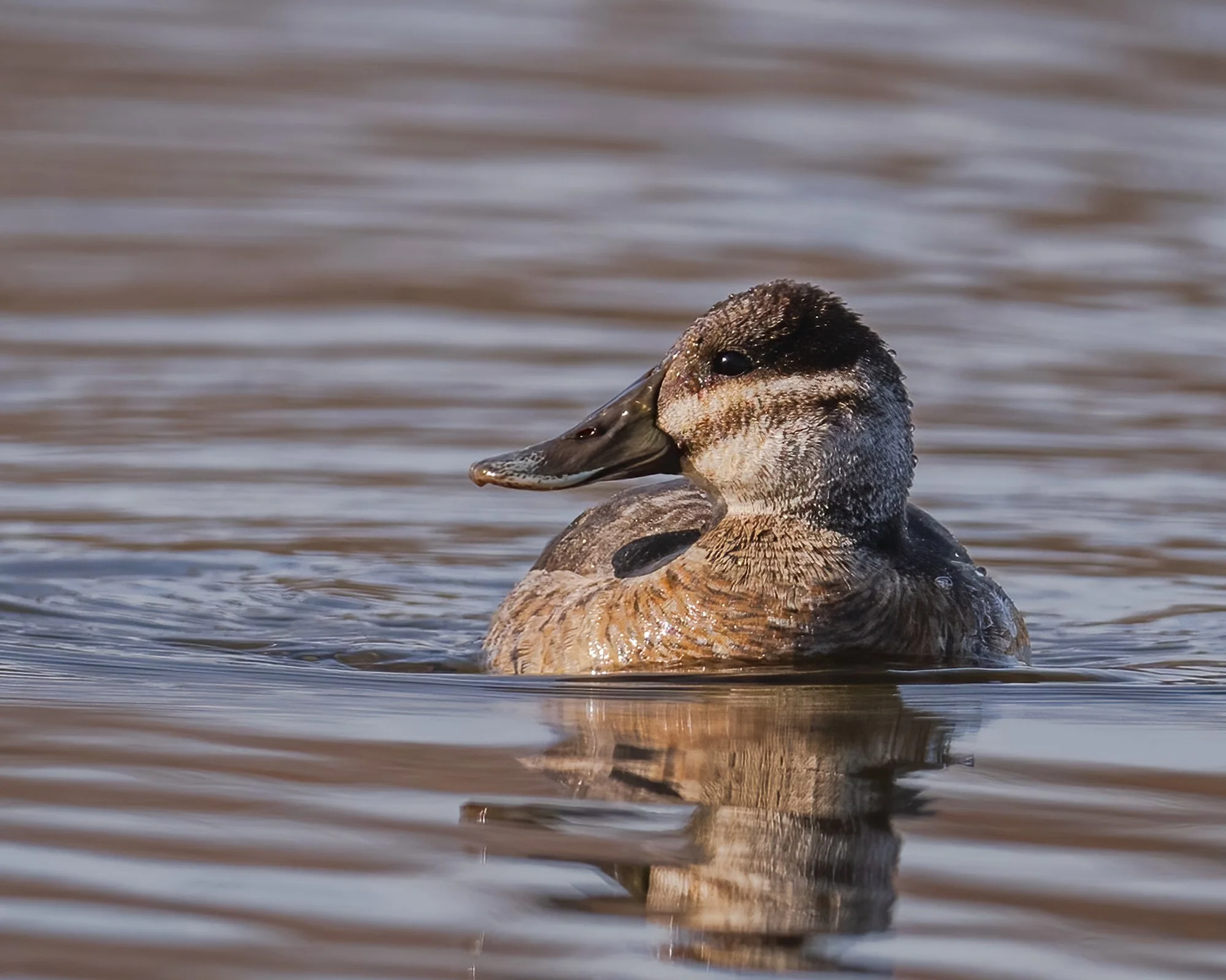 Ruddy Duck - Minnesota