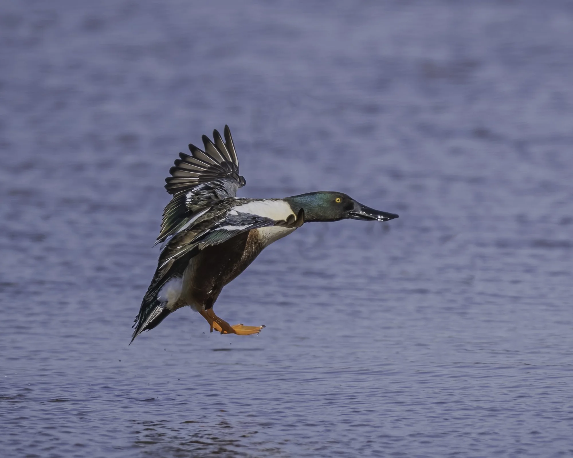 Northern Shoveler - Minnesota