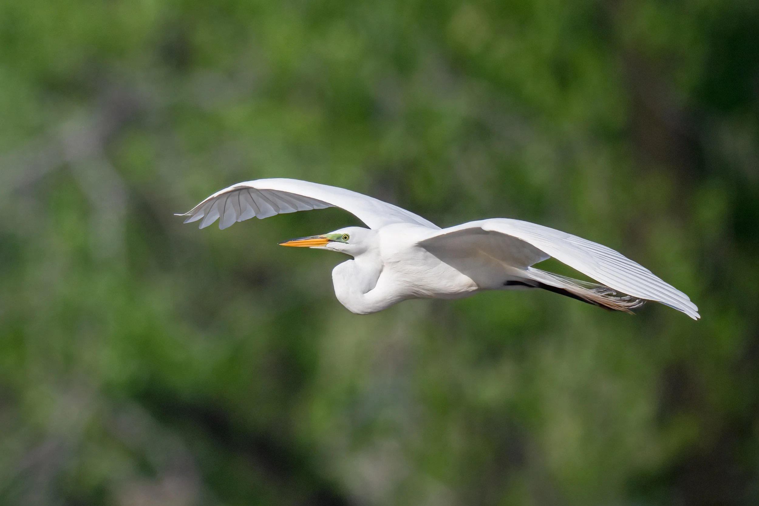 Great Egret - Minnesota