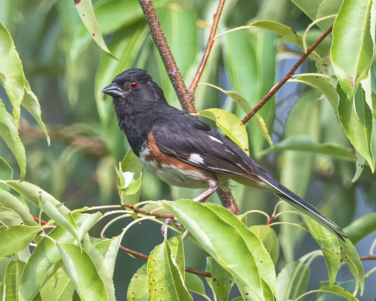 Towhee - Minnesota