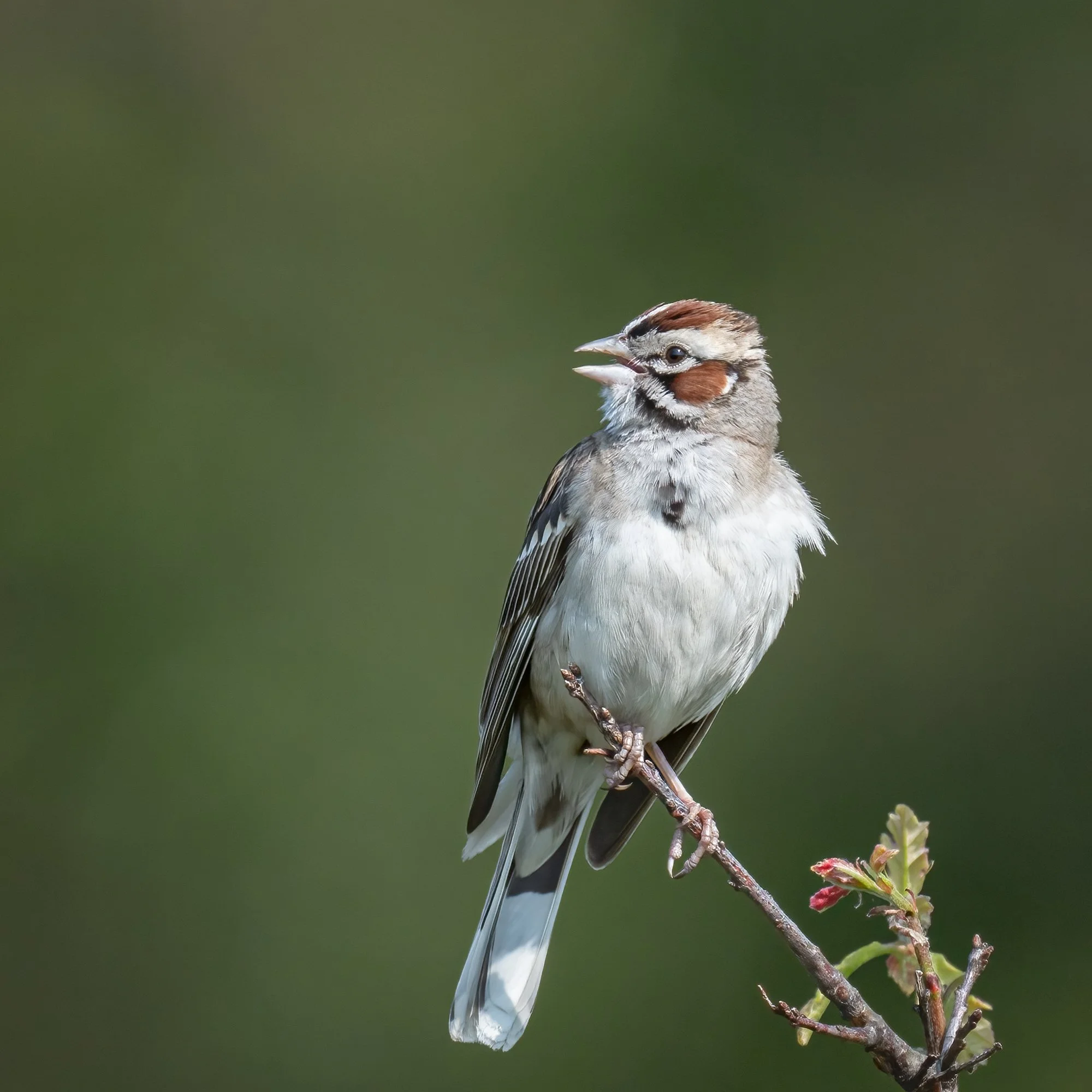 Lark Sparrow - Minnesota