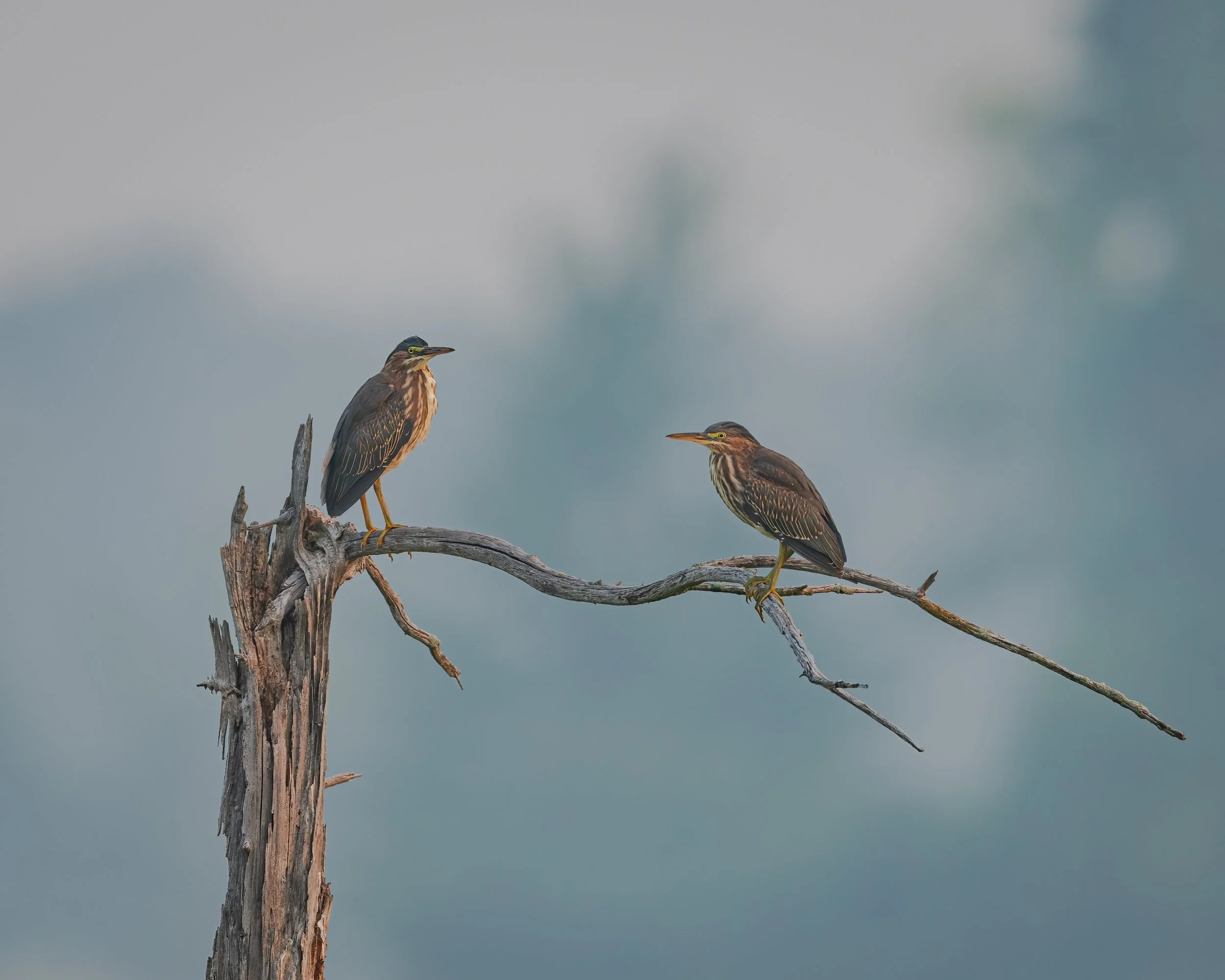 Green Heron - Minnesota