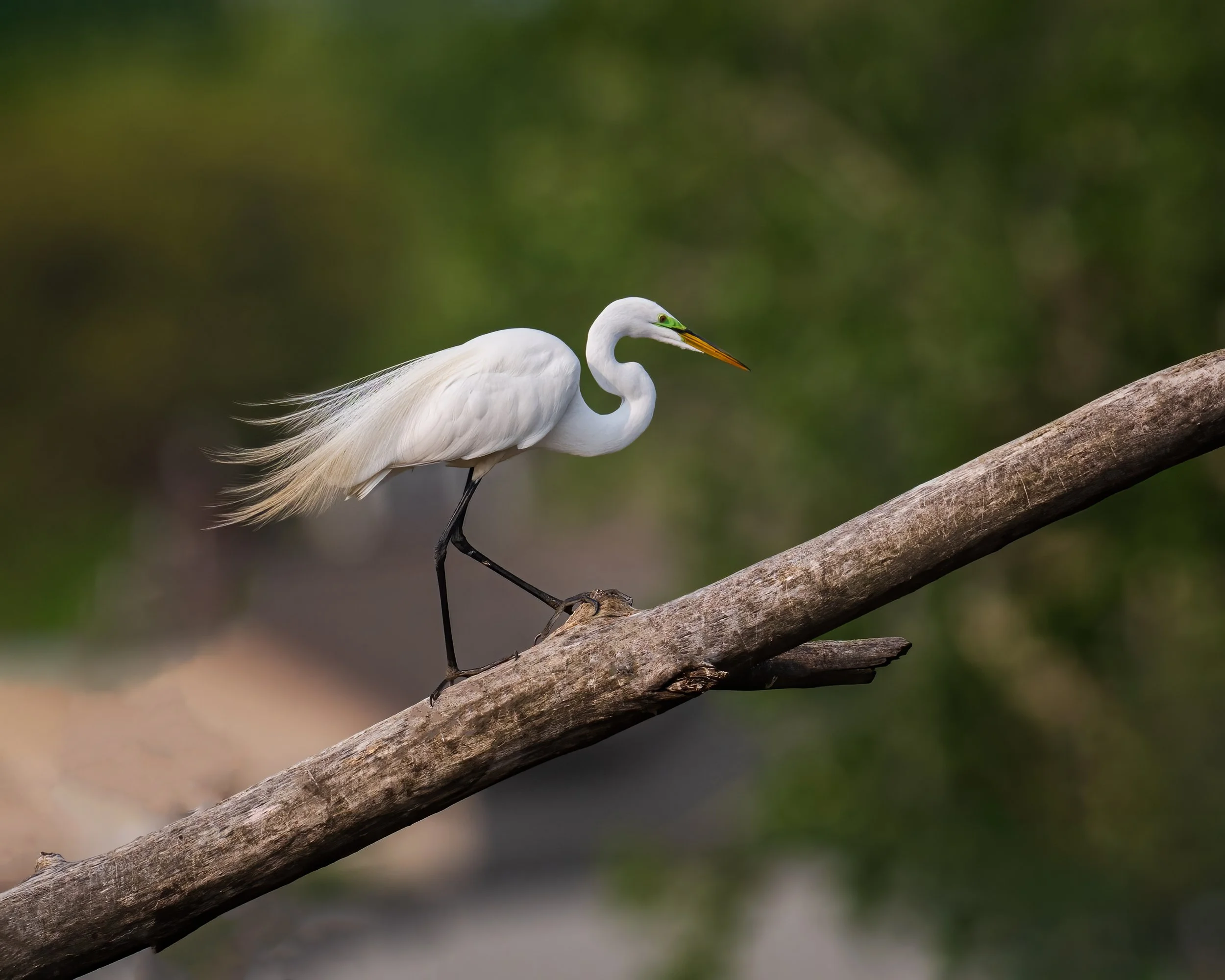 Great Egret - Minnesota