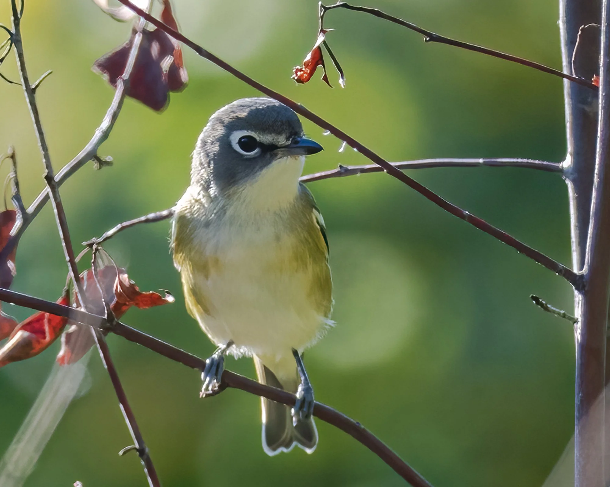 Blue Headed Vireo - Minnesota