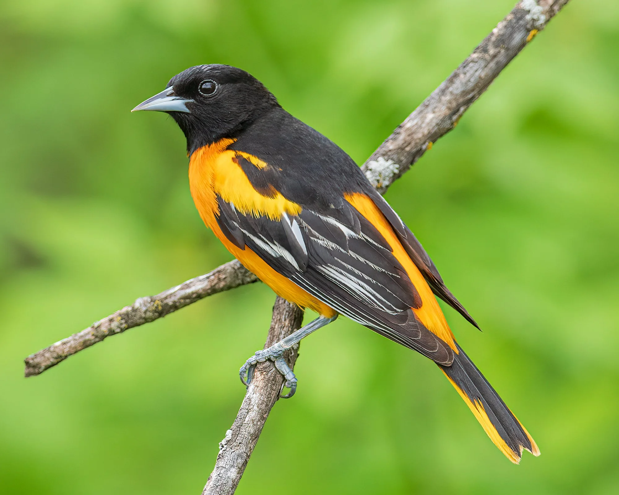 Baltimore Oriole - Minnesota