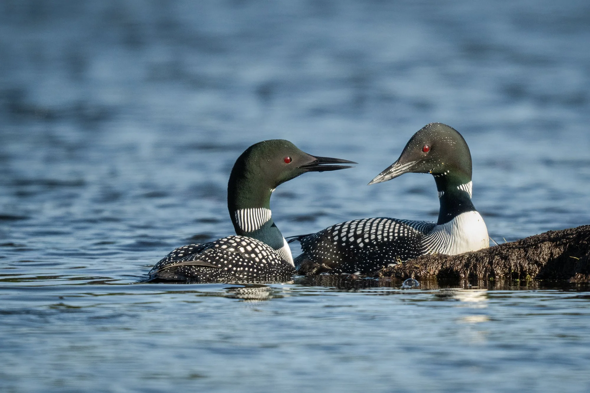 Common Loons on Nest - Minnesota