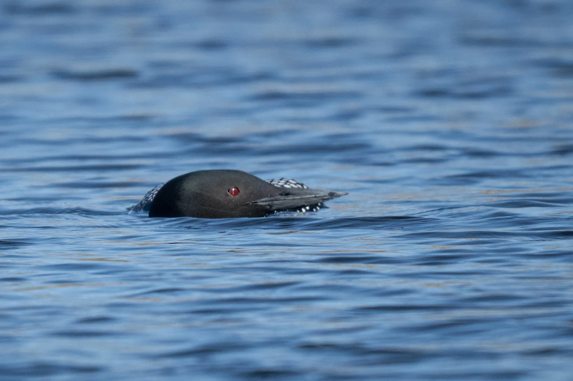 Common Loon - Minnesota