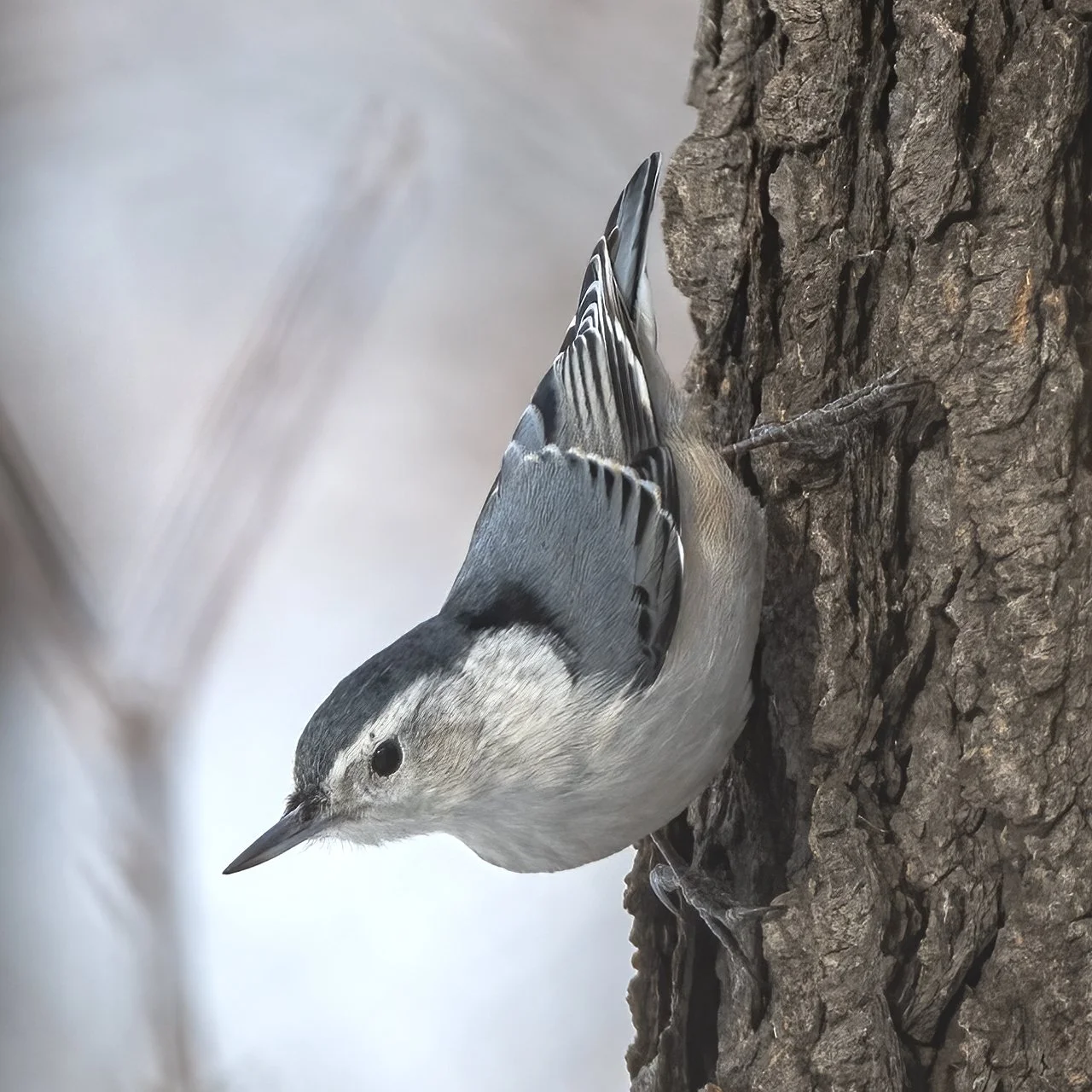 White-breasted Nuthatch - Minnesota