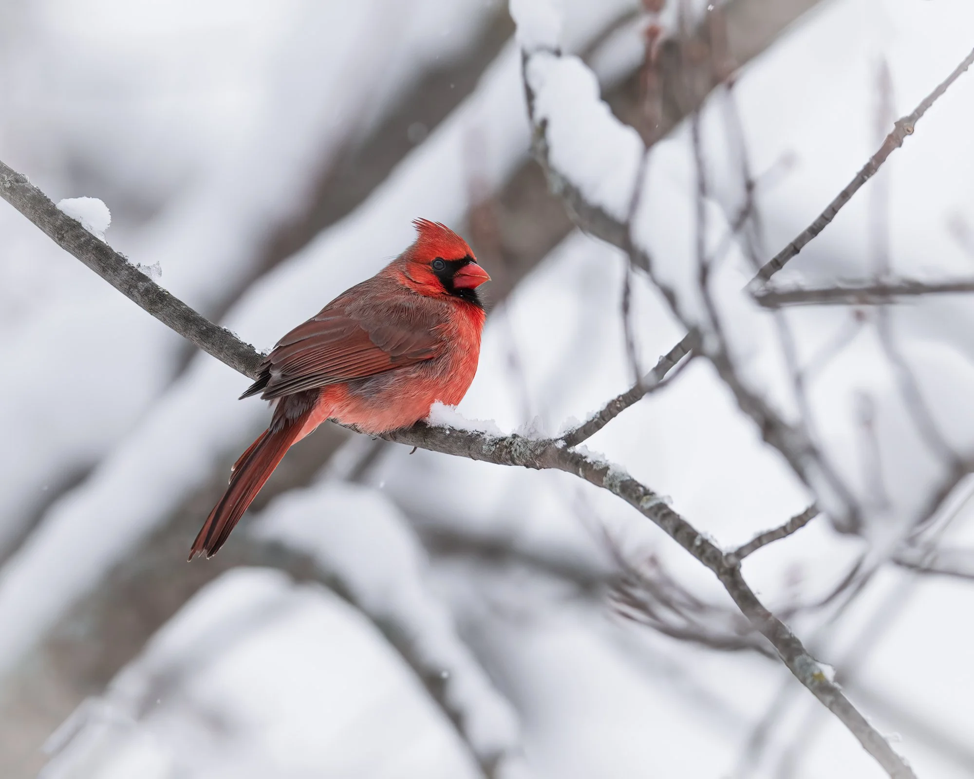 Northern Cardinal - Minnesota