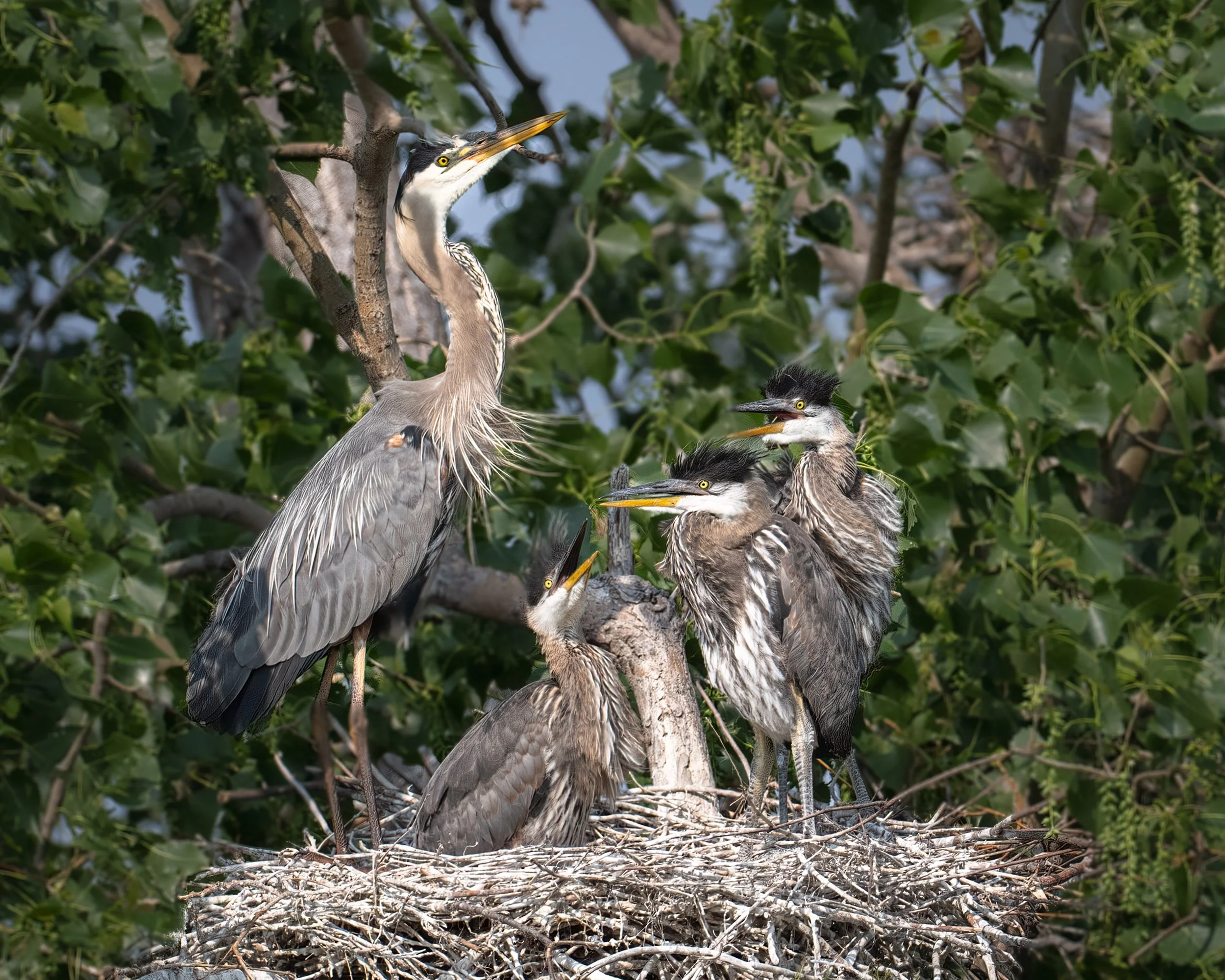 Great Blue Heron - Minnesota