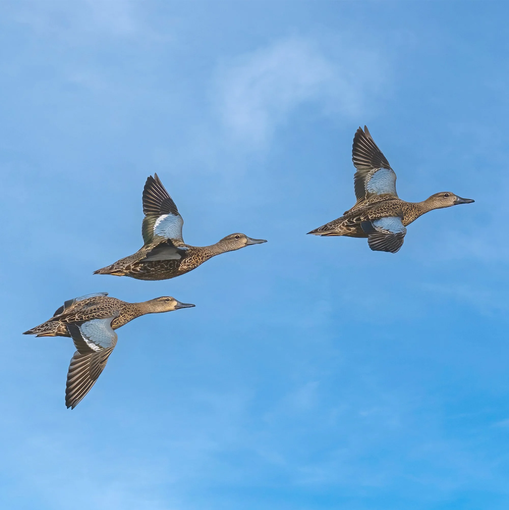 Blue Wing Teal - Minnesota