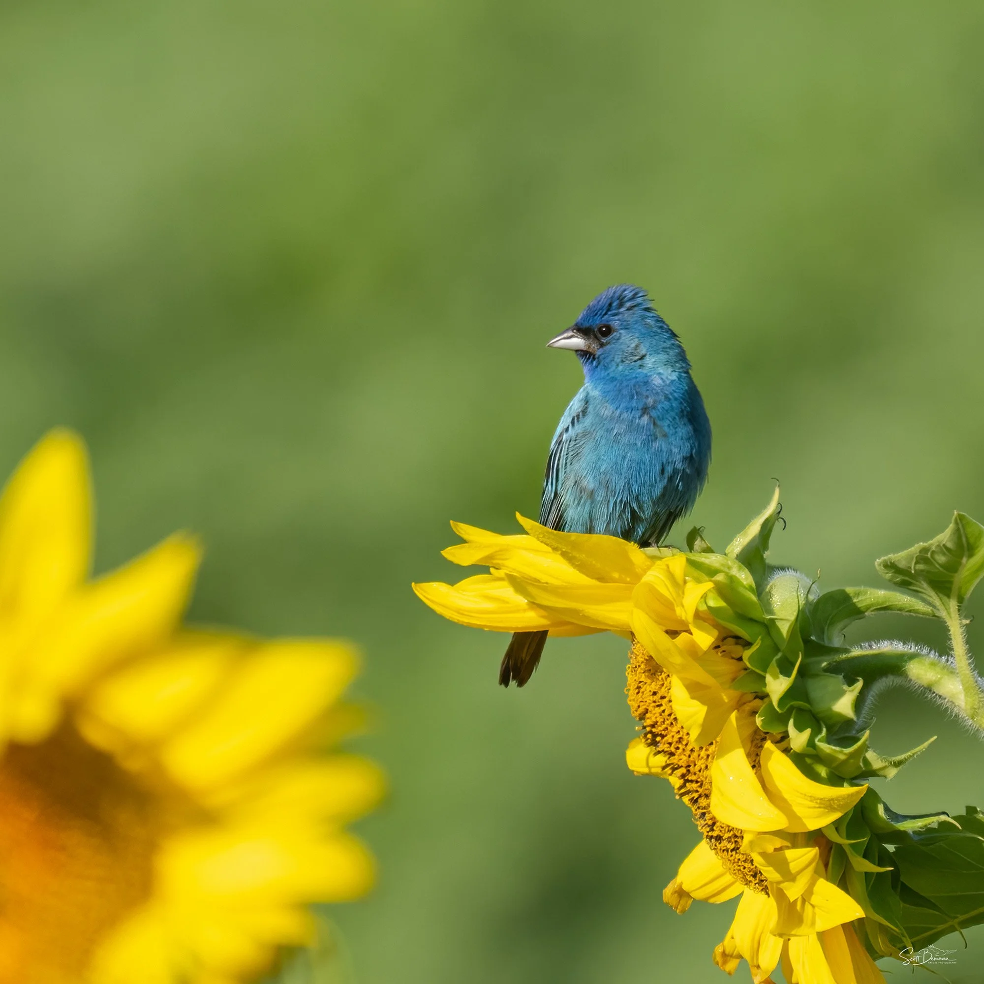Indigo Bunting - Minnesota