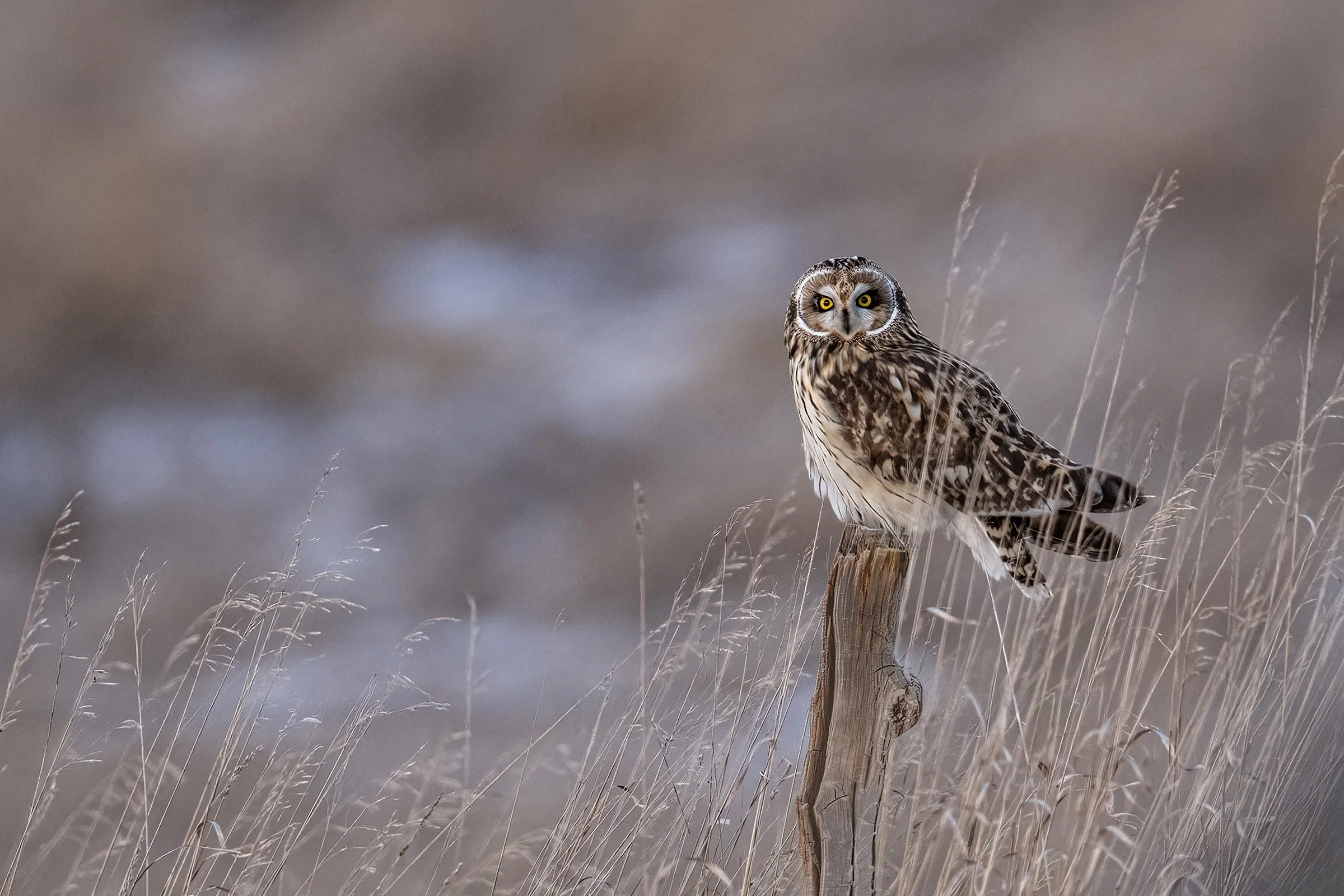Short Ear Owl - Minnesota