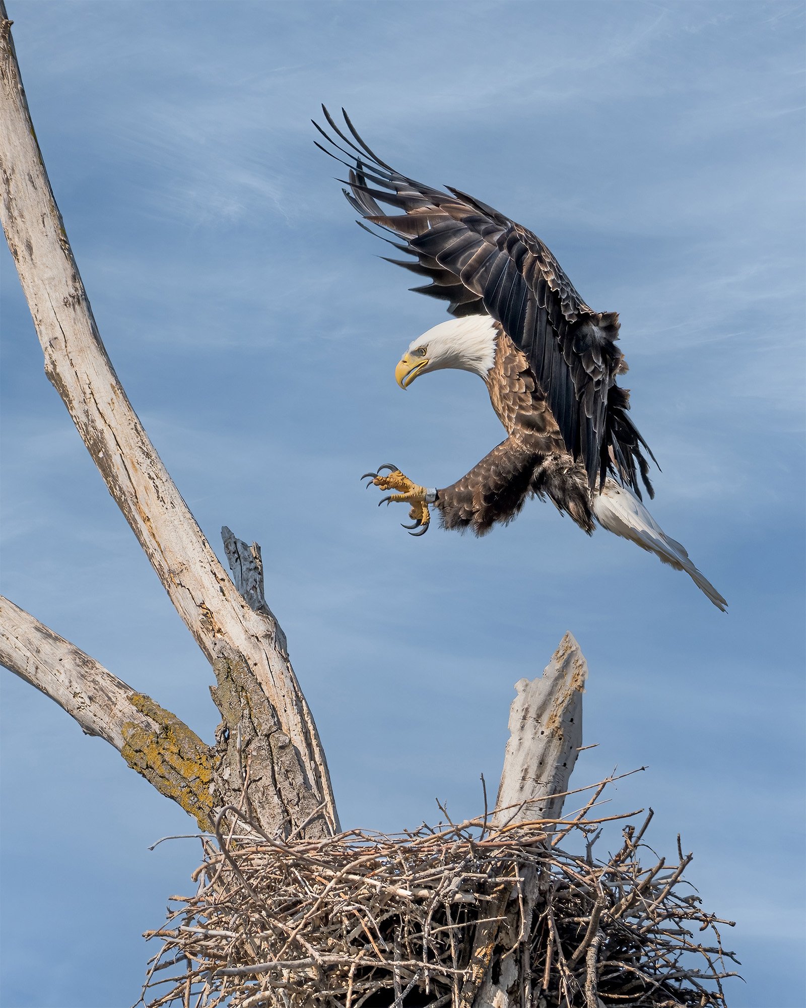 Bald Eagle - Minnesota