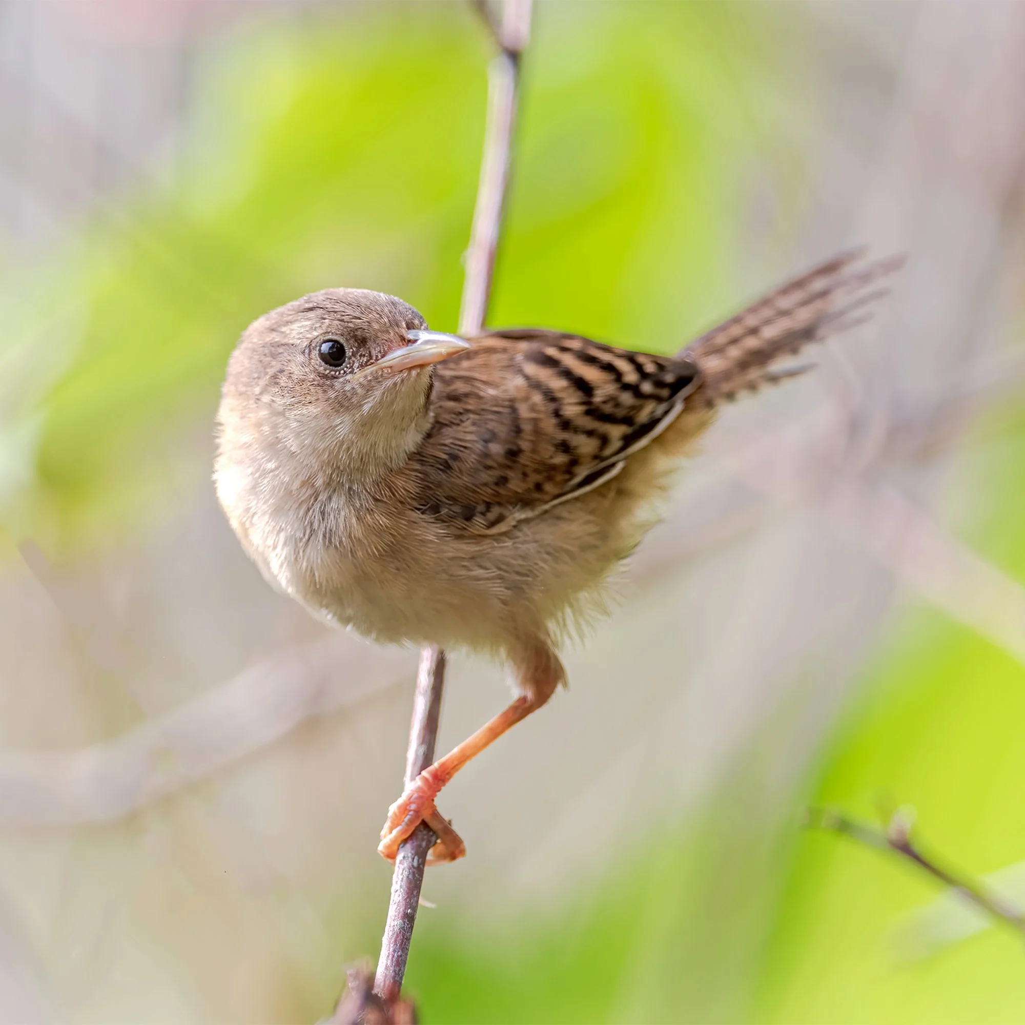Sedge Wren - Minnesota
