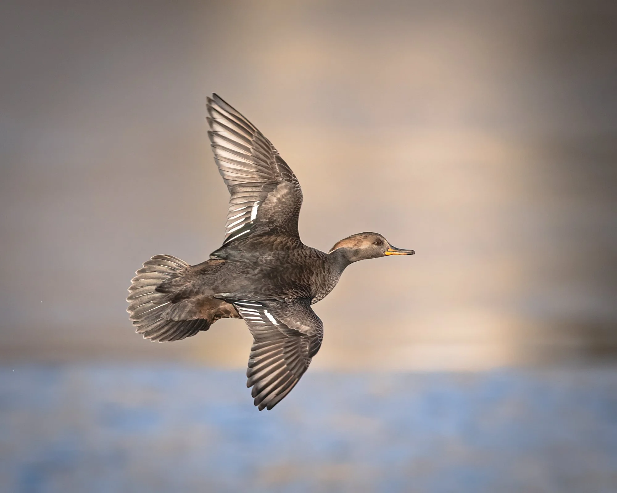 Hooded Merganser - Minnesota