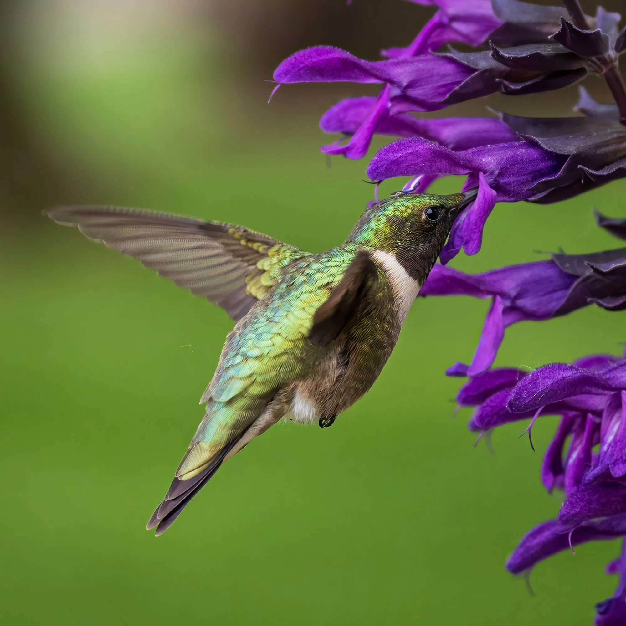 Ruby Throated Hummingbird - Minnesota