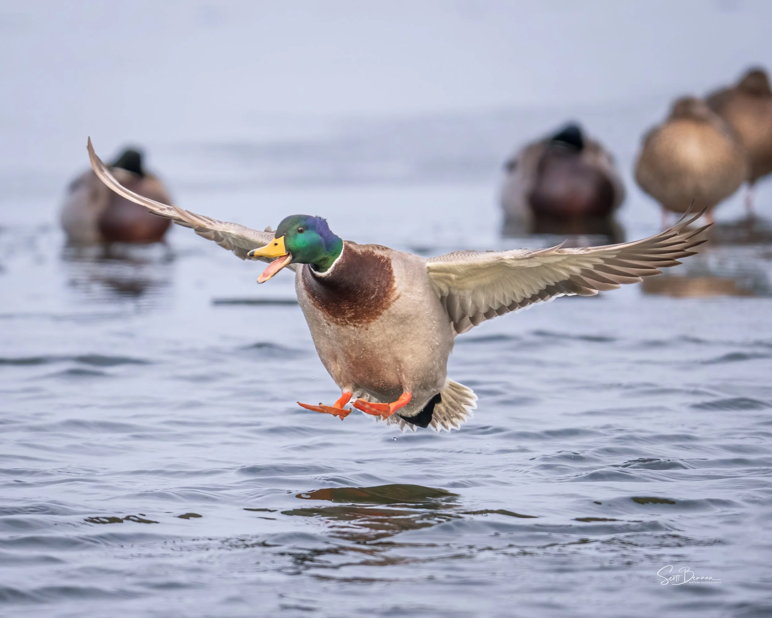 Mallard - Minnesota
