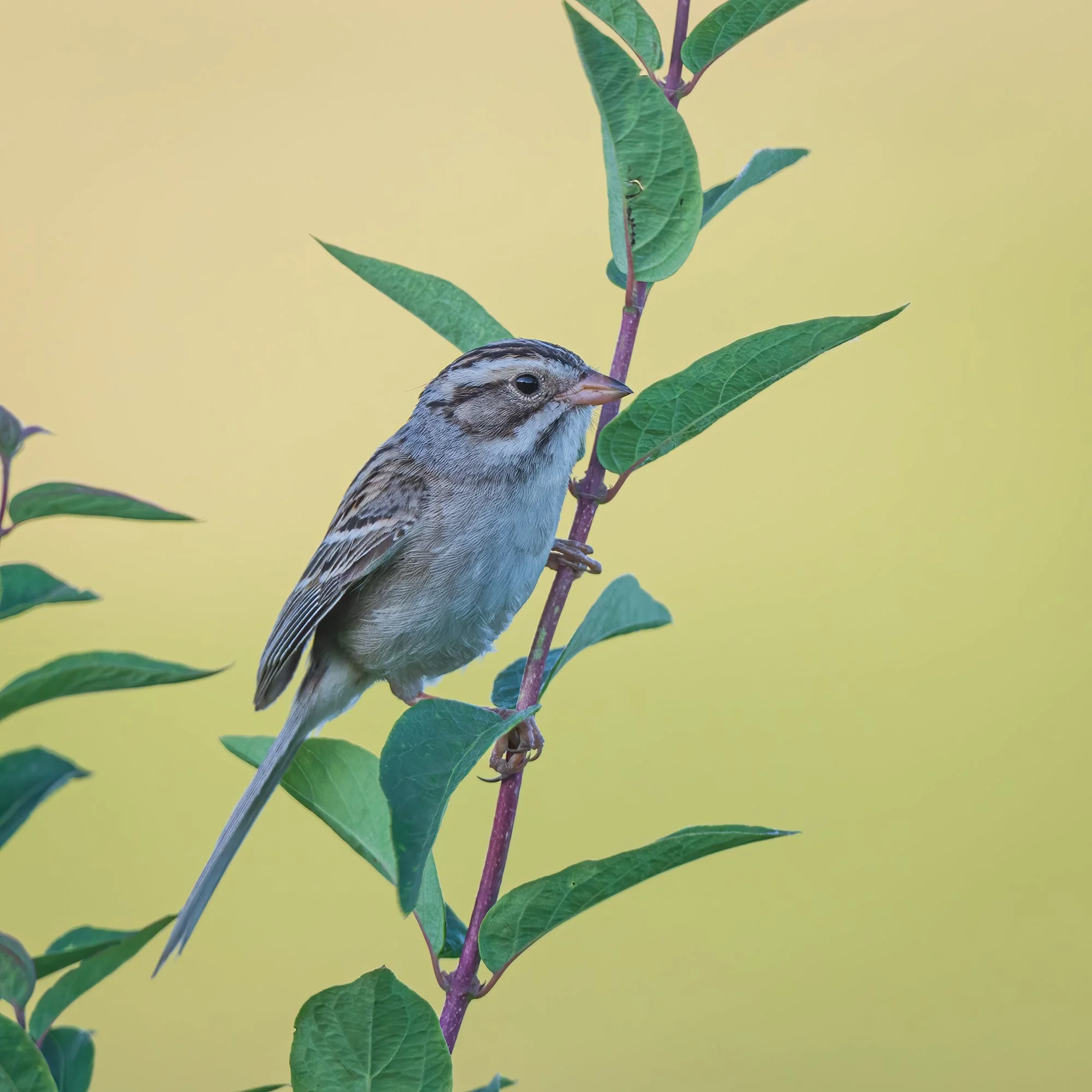 Clay Colored Sparrow - Minnesota