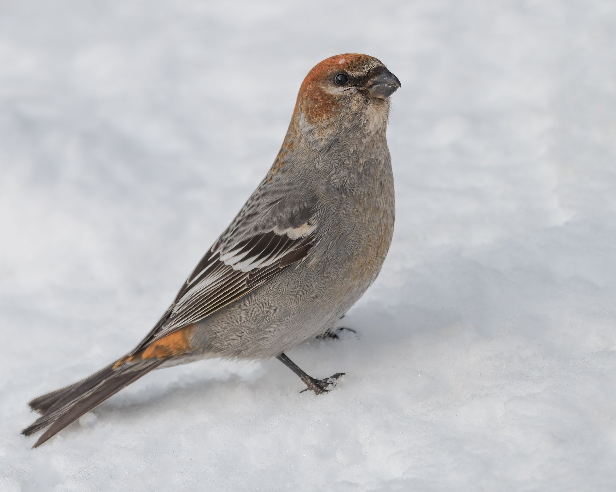 Pine Grosbeak Female - Minnesota