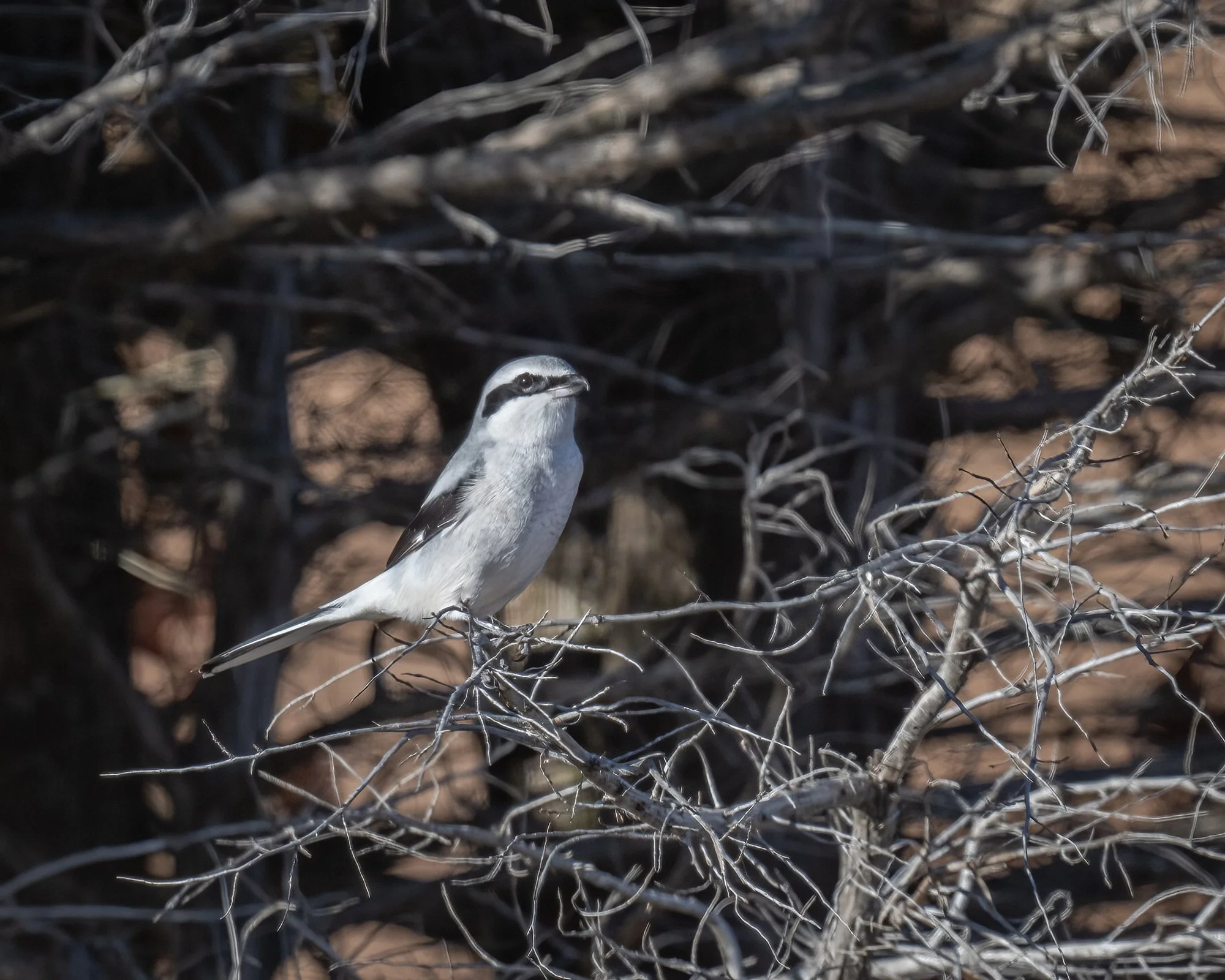 Northern Shrike - Minnesota