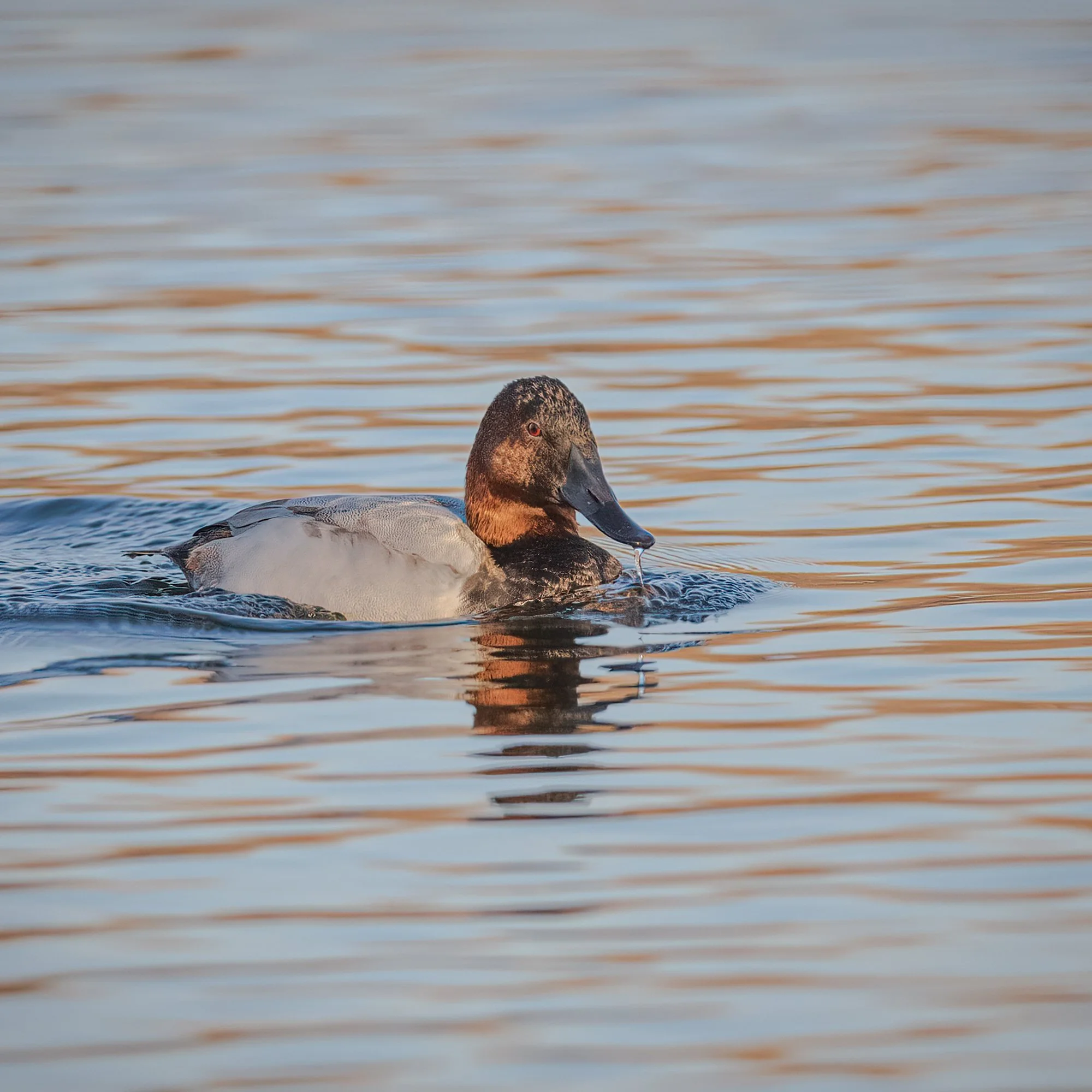 Canvasback - Minnesota
