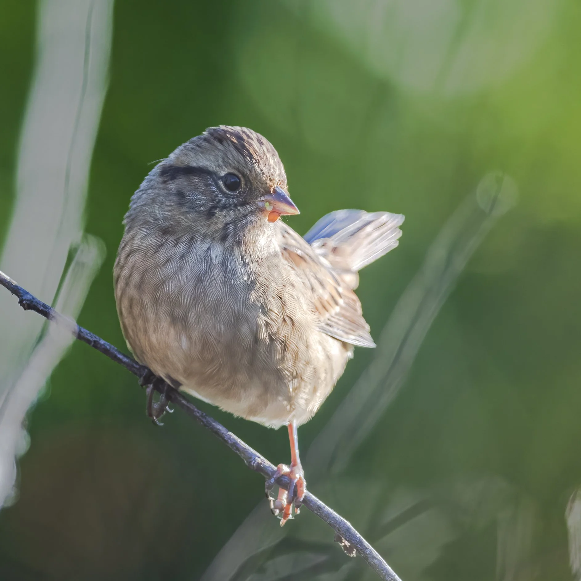 Swamp Sparrow - Minnesota