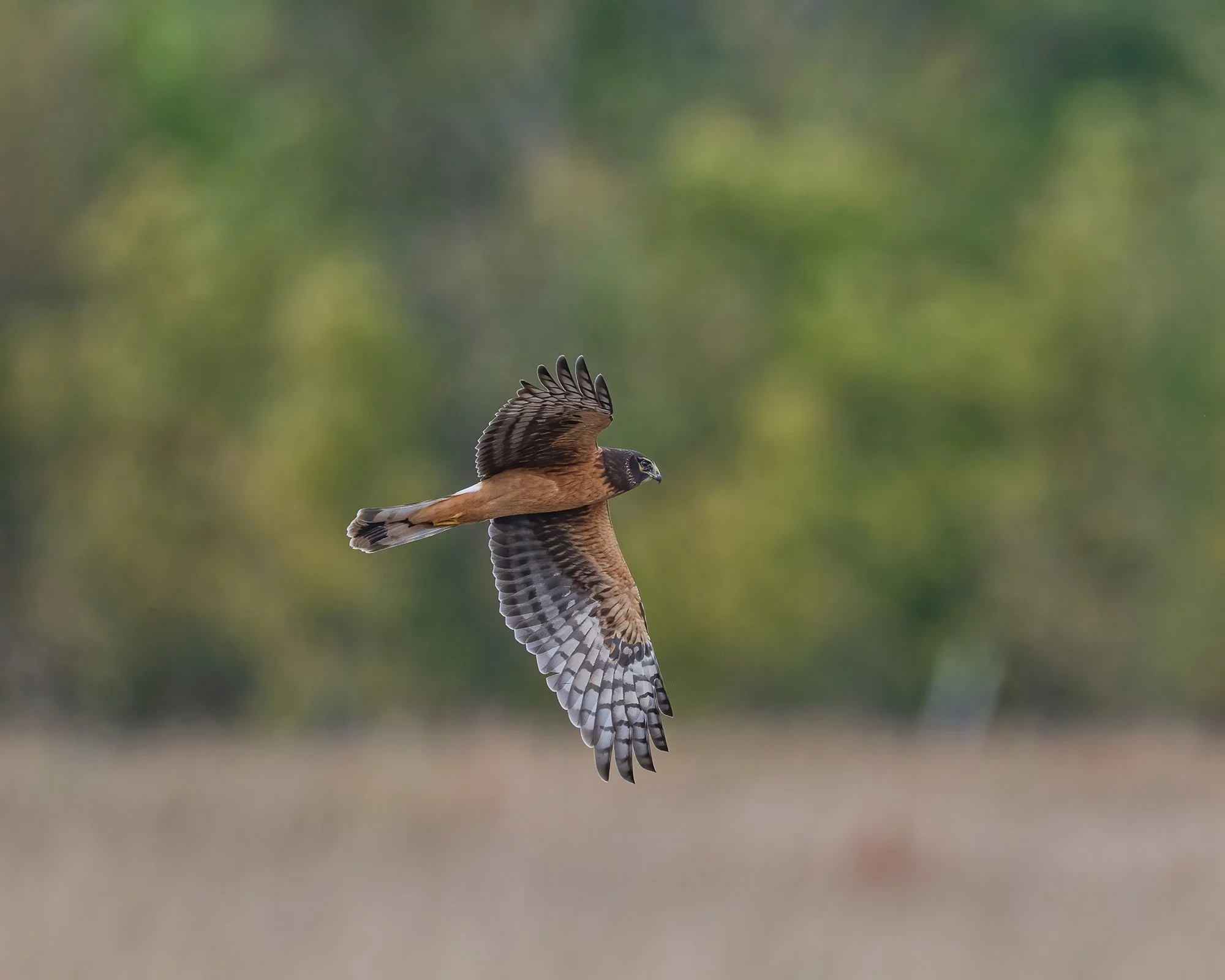 Northern Harrier Hawk Immature - Minnesota