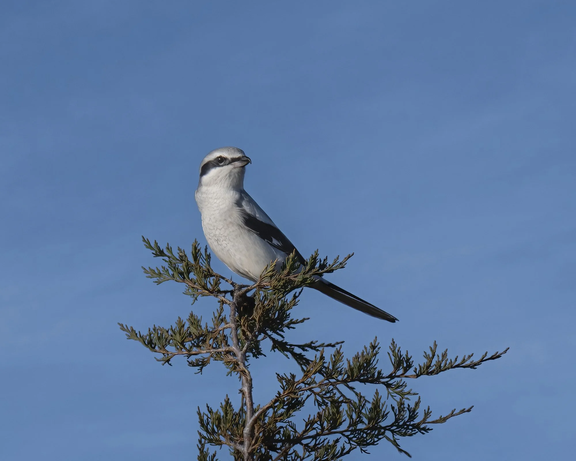 Northern Shrike - Minnesota