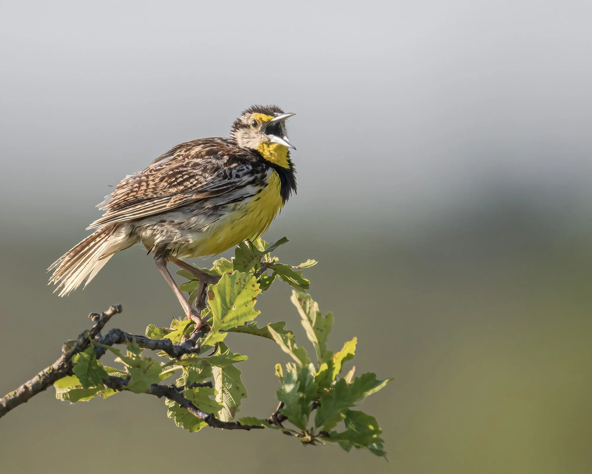 Meadowlark - Minnesota