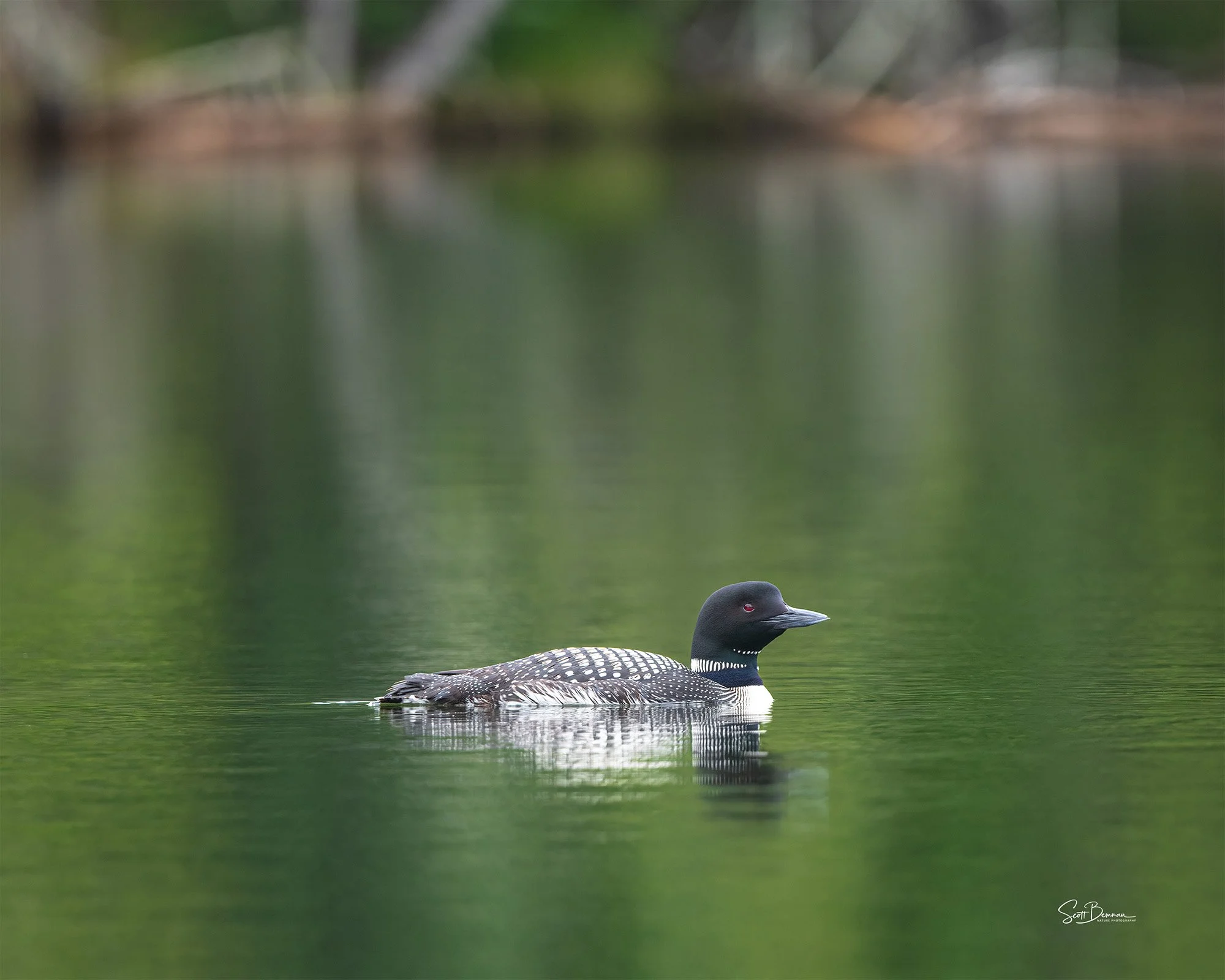 Common Loon - Minnesota