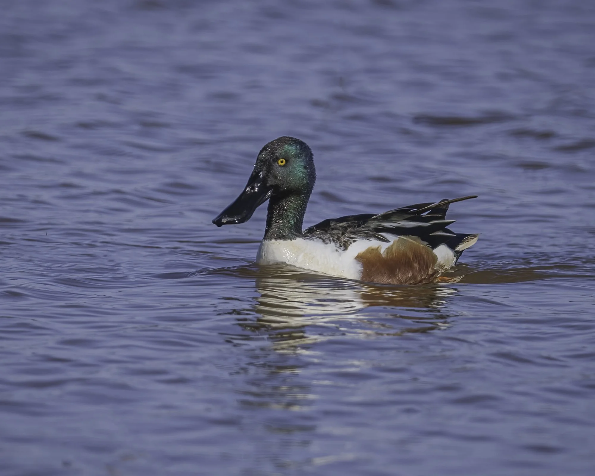 Northern Shoveler - Minnesota