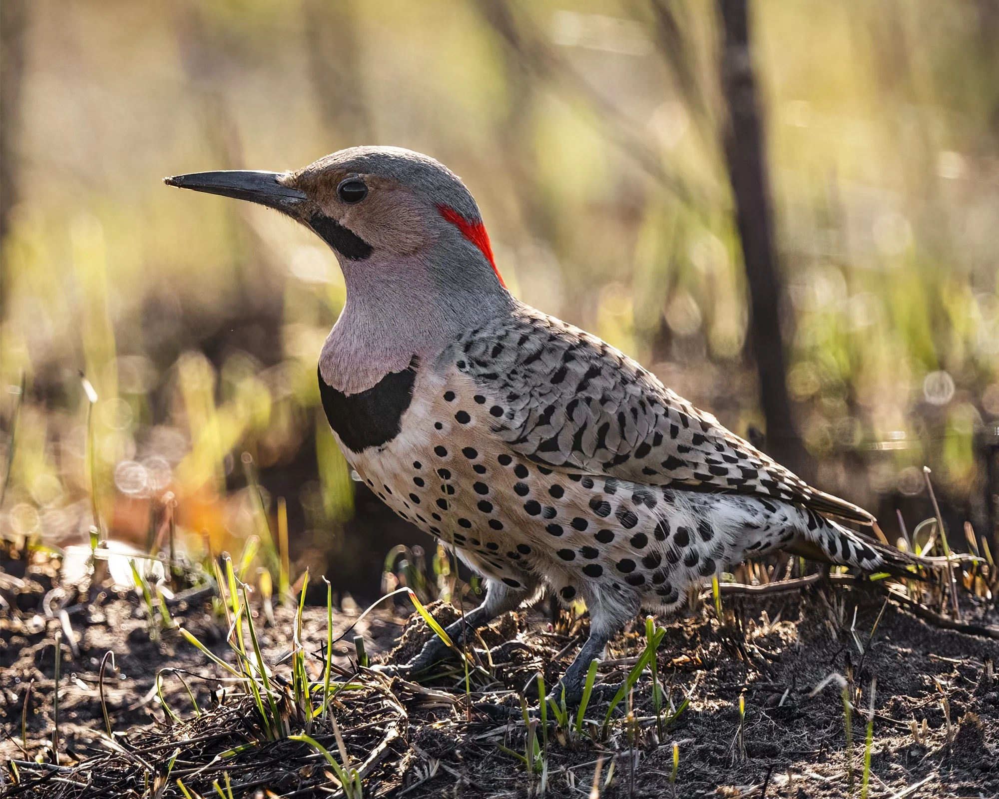 Northern Flicker - Minnesota