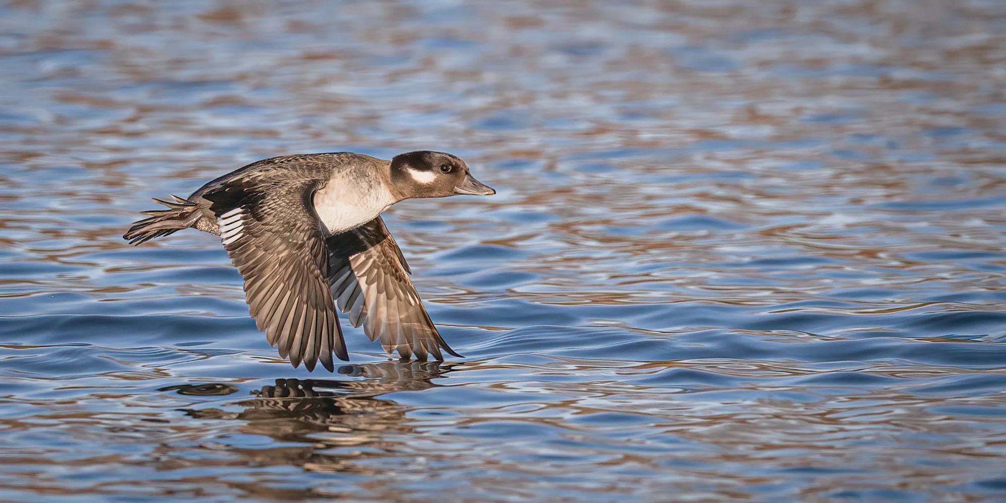 Bufflehead - Minnesota