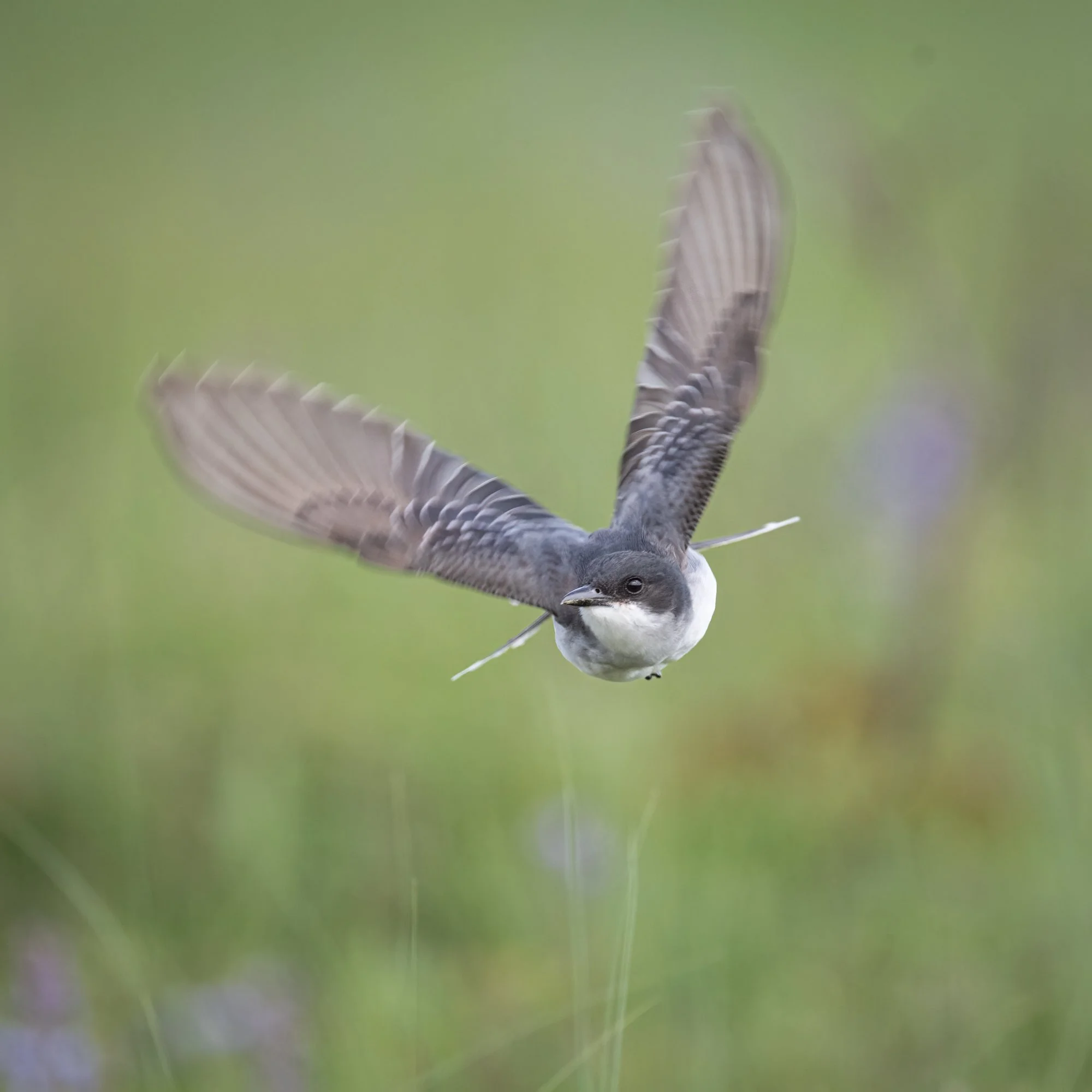 Kingbird - Minnesota