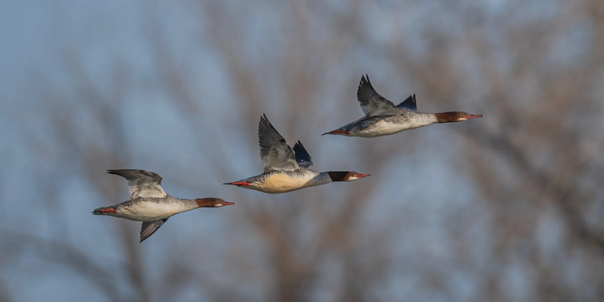 Common Mergansers - Minnesota