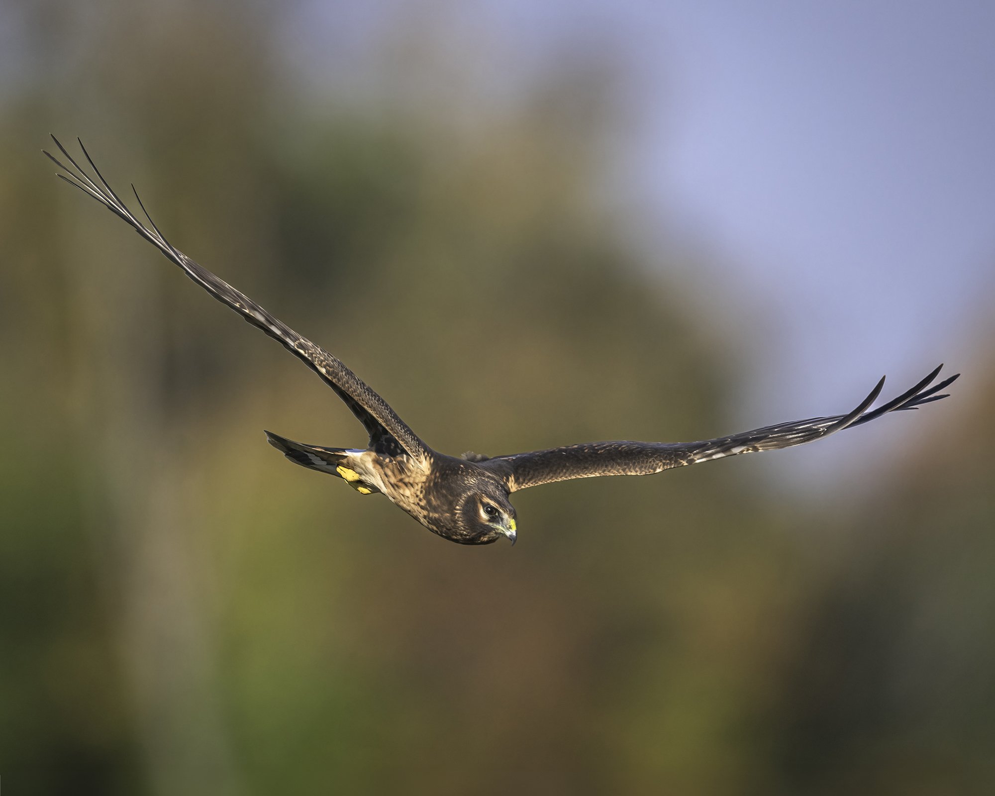 Northern Harrier Hawk Immature - Minnesota