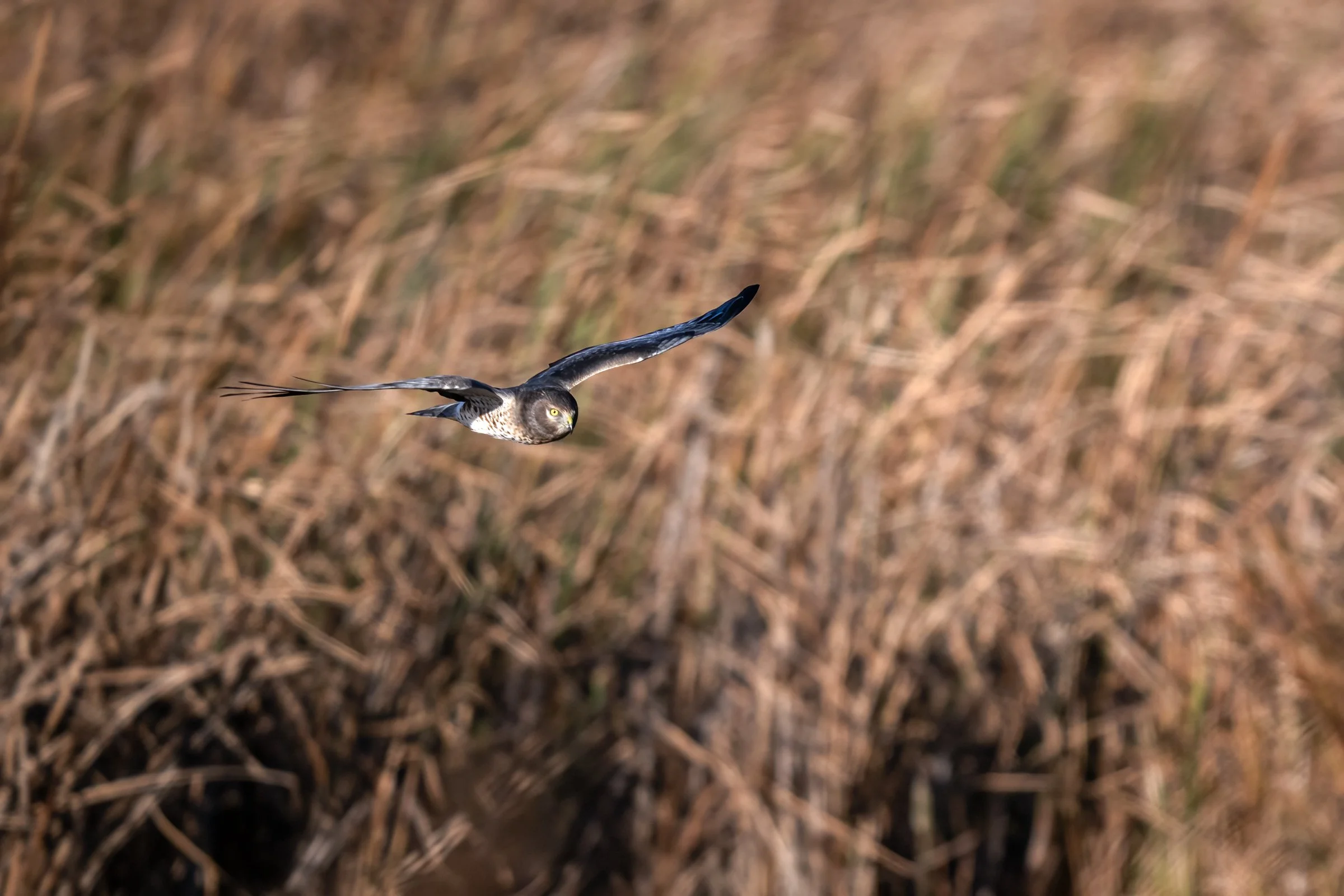 Northern Harrier Male, aka The Gray Ghost - Minnesota