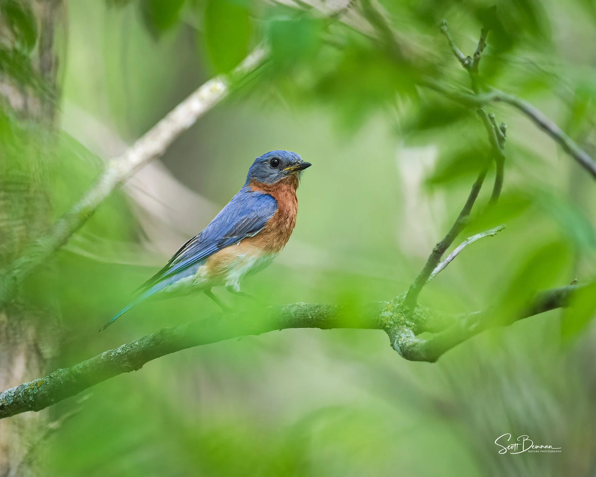 Eastern Bluebird - Minnesota