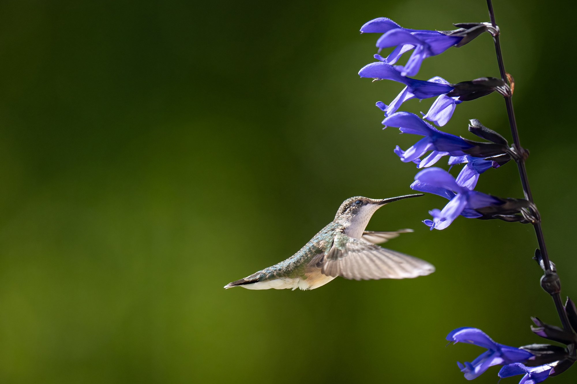 Ruby Throated Hummingbird - Minnesota